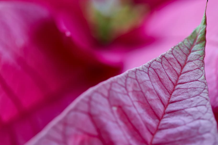 Flower, Leaf, Macro, Poinsettia, Plant, Christmas, - Hollyhocks - HD Wallpaper 