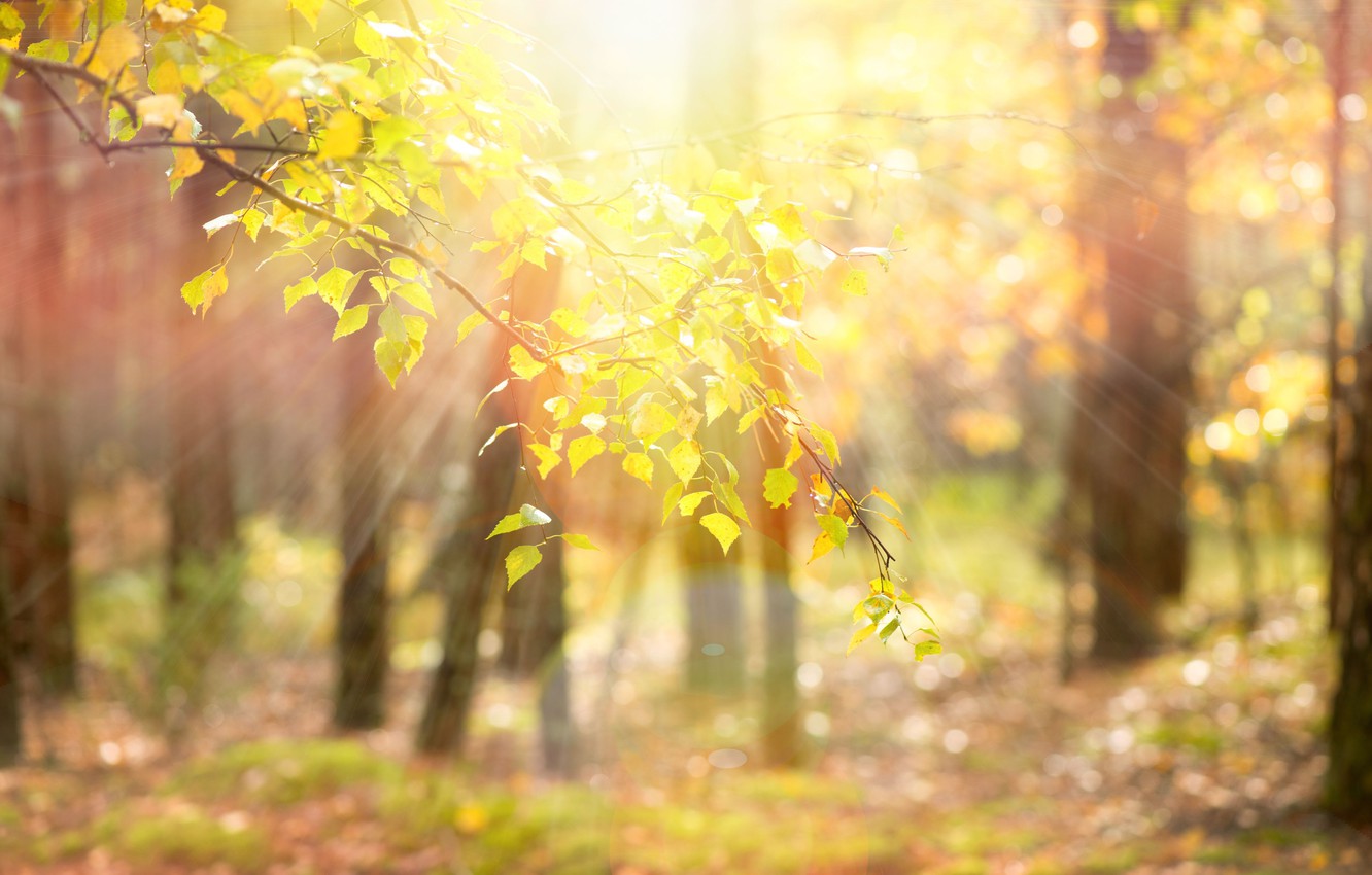 Photo Wallpaper Leaves, The Sun, Rays, Trees, Branches, - High Resolution Blurred Nature Backgrounds - HD Wallpaper 