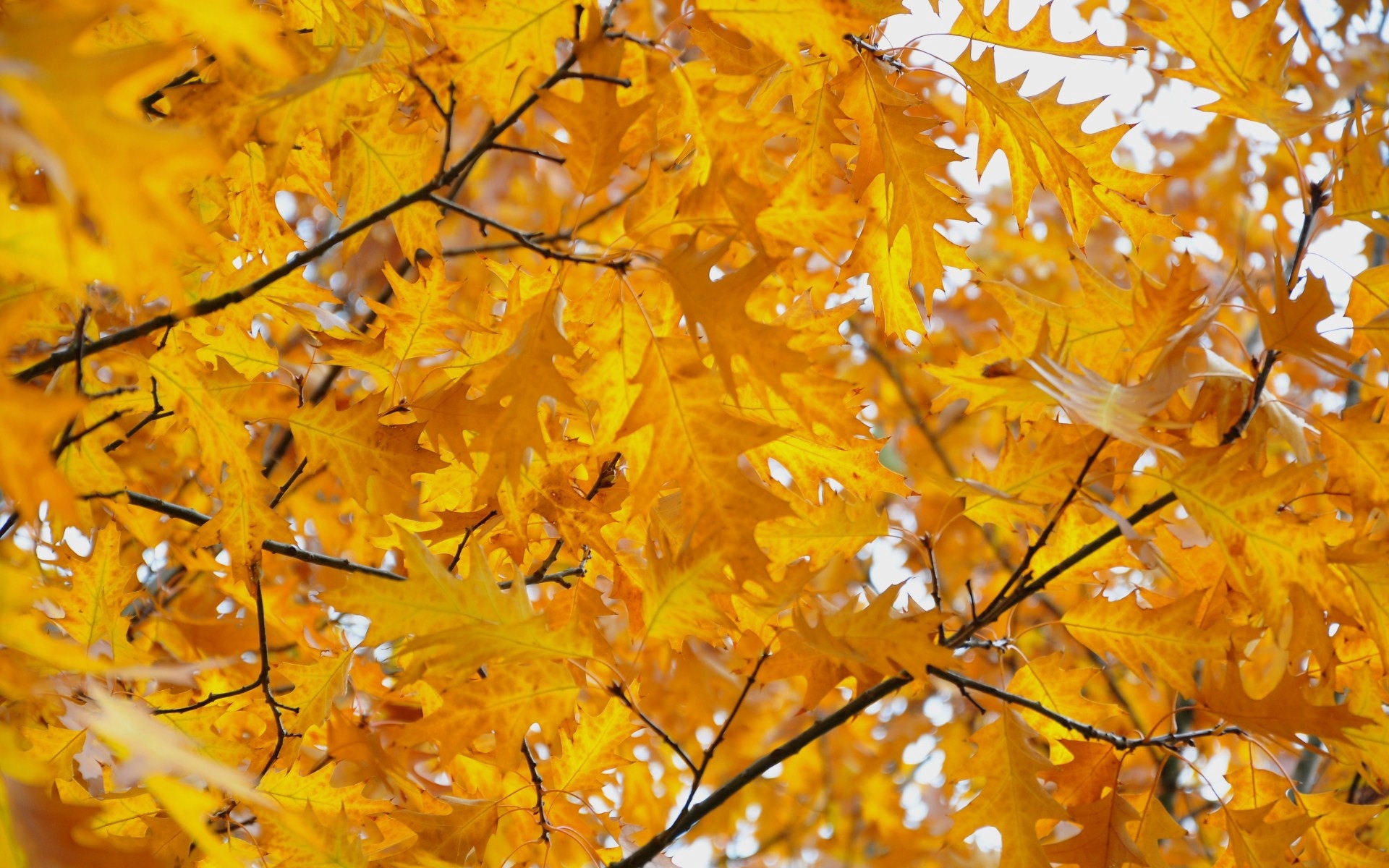 Wallpaper Leaves, Yellow, October, Autumn - Yellow Leaves Wallpaper Hd - HD Wallpaper 