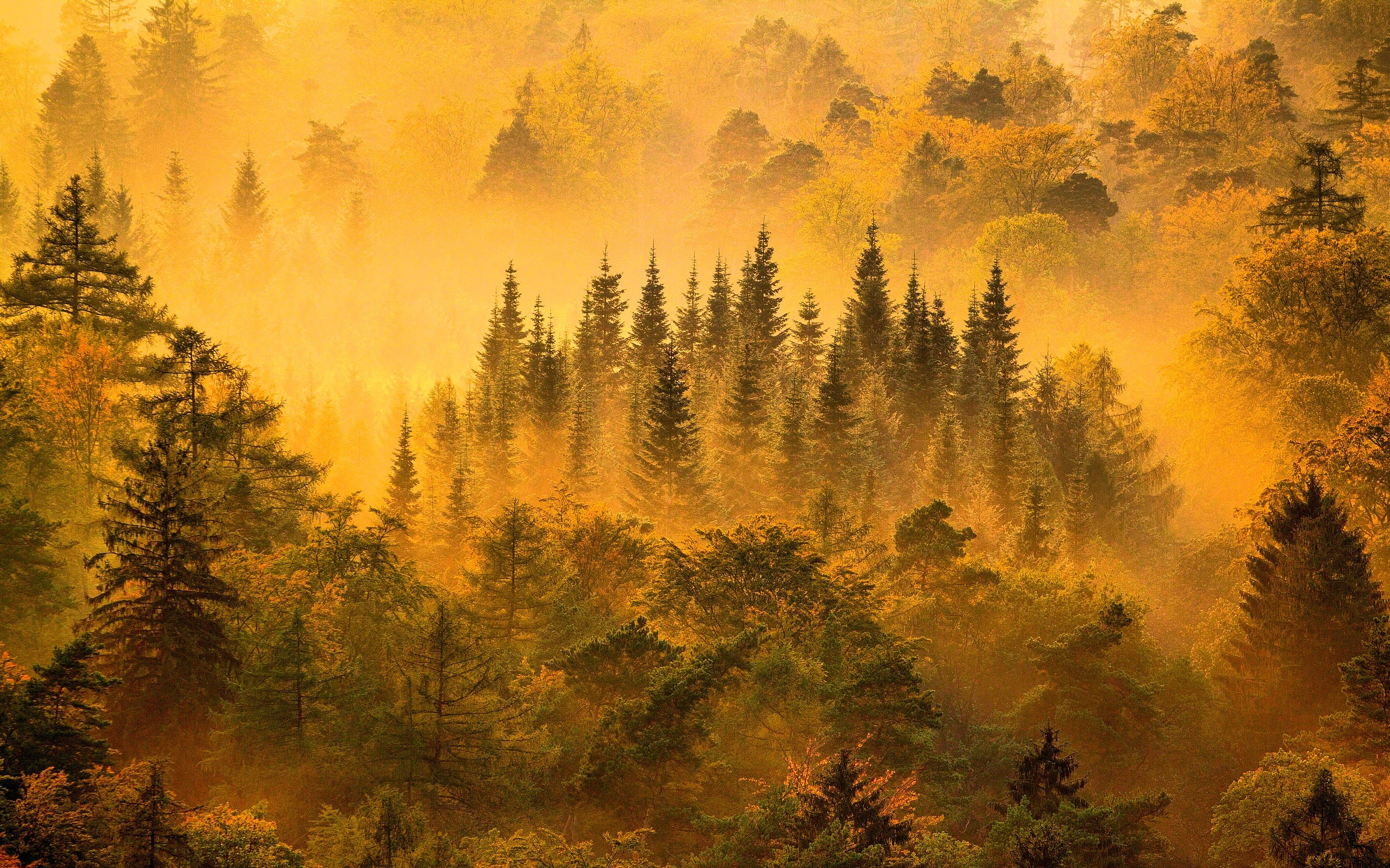 Yellow Tree Wallpaper - HD Wallpaper 