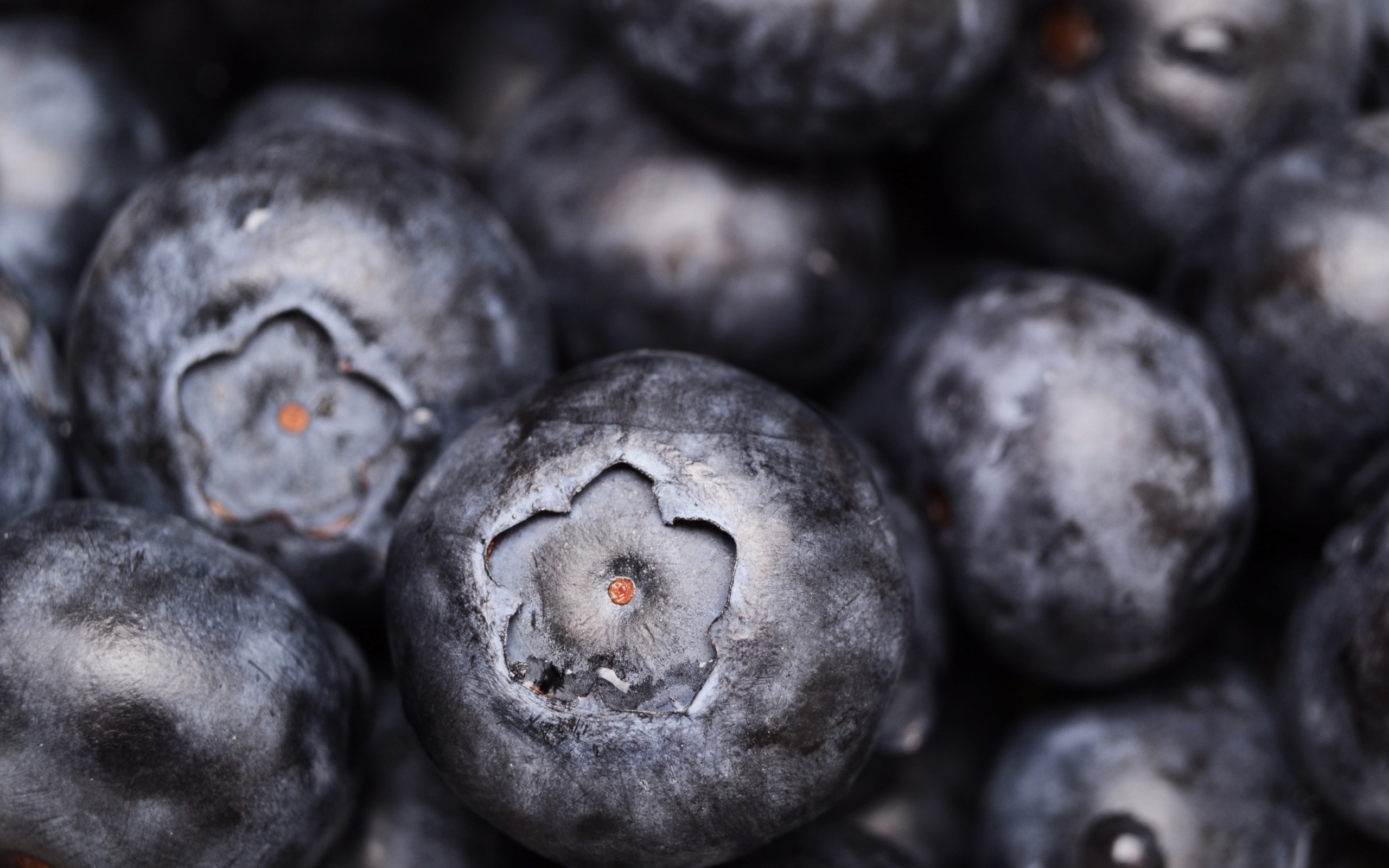 Super Blueberries Macro - Blueberries Macro - HD Wallpaper 