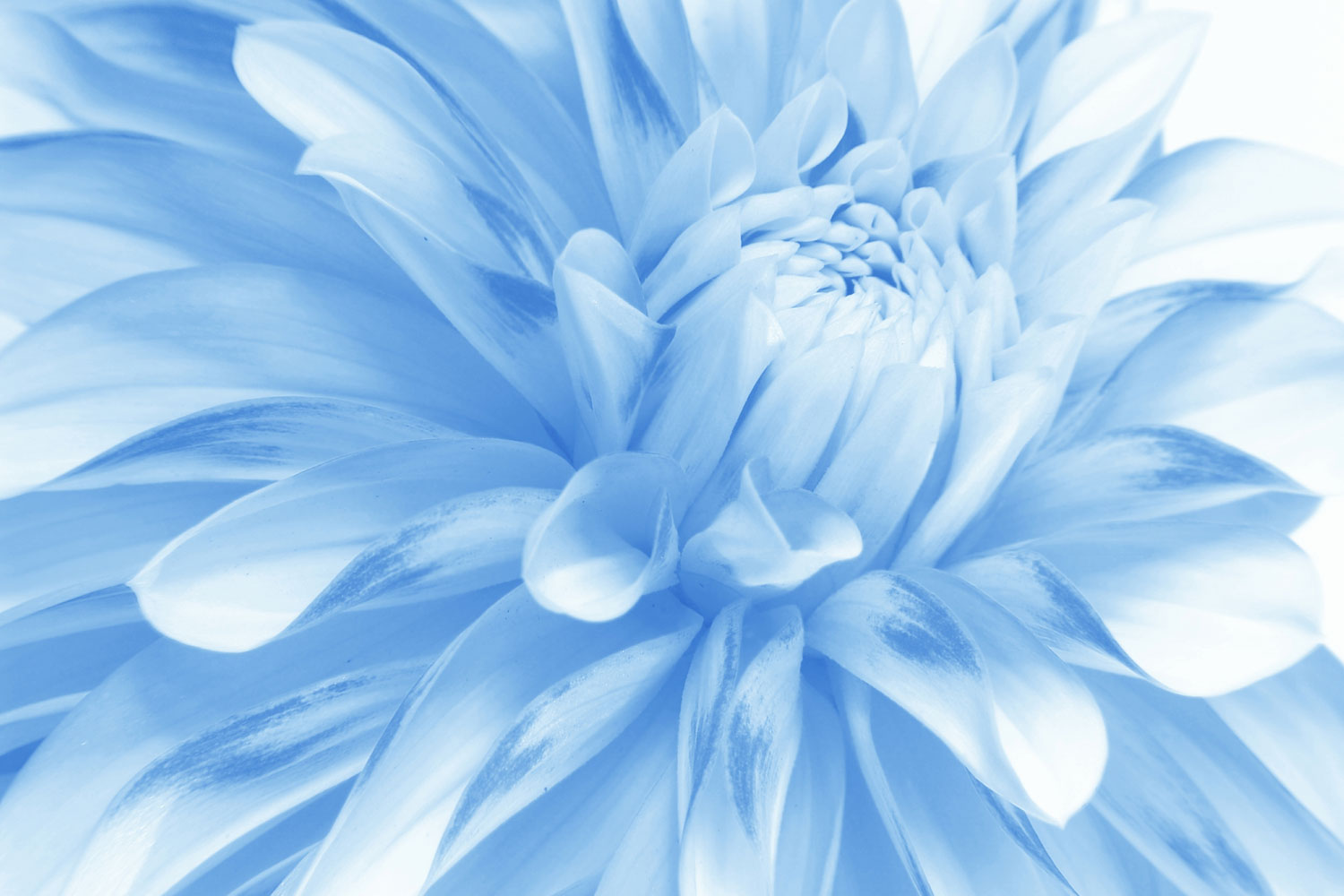 Soft Blue Flower - Flowers Wallpaper Soft Blue - HD Wallpaper 