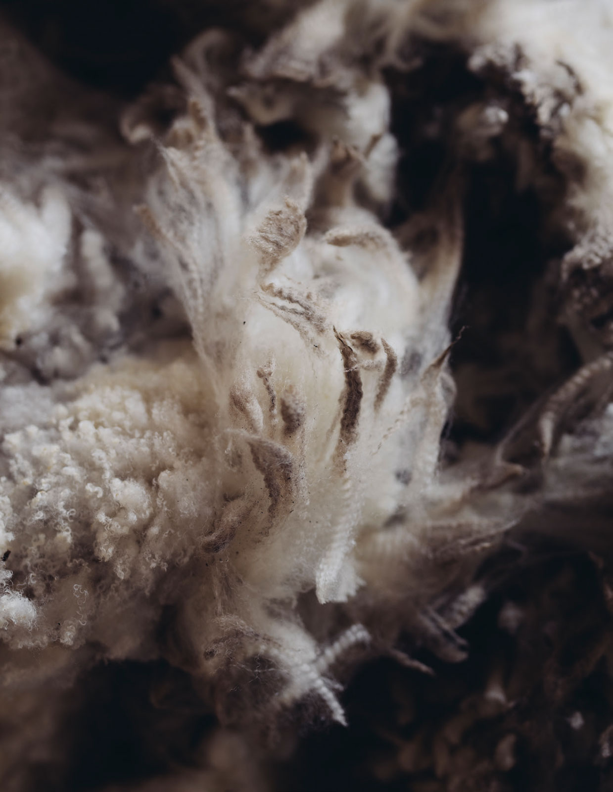 Macro Photography - HD Wallpaper 