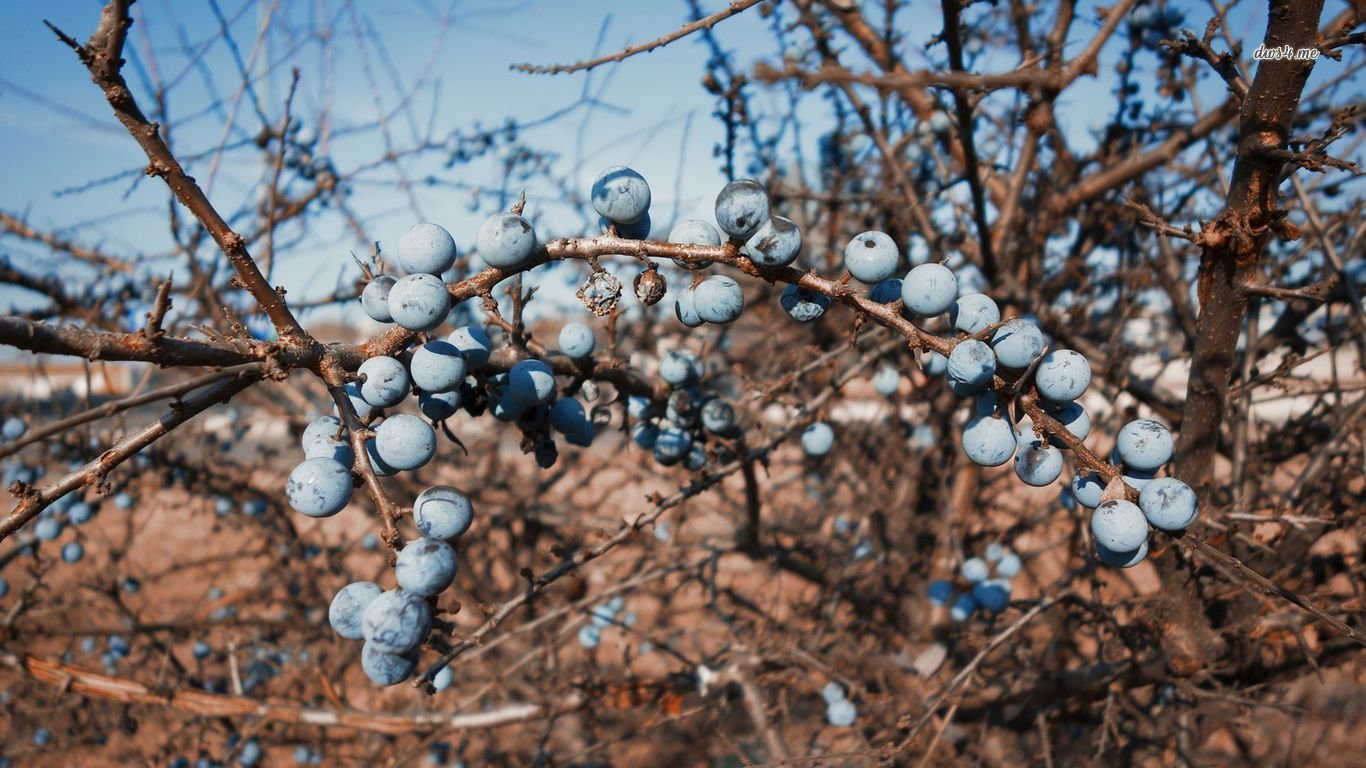 Free Blueberry High Quality Wallpaper Id - Wallpaper - HD Wallpaper 