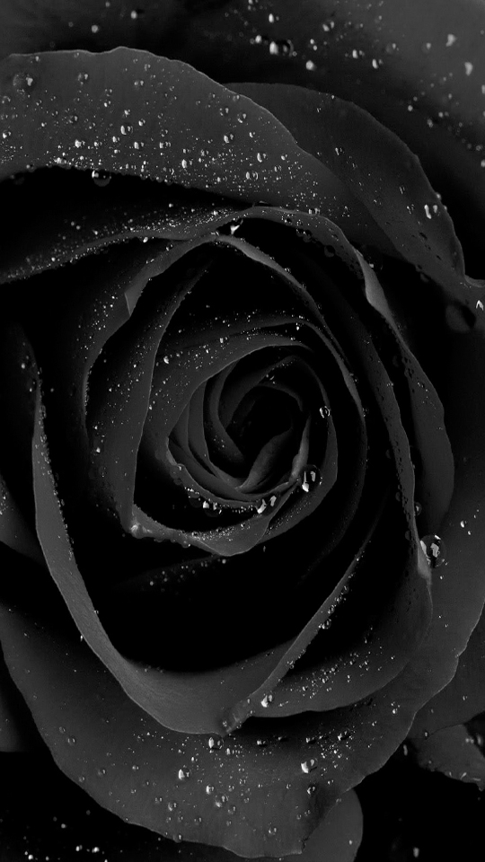 Samsung Grand Prime Wallpapers - Black Rose With Water Drops - HD Wallpaper 