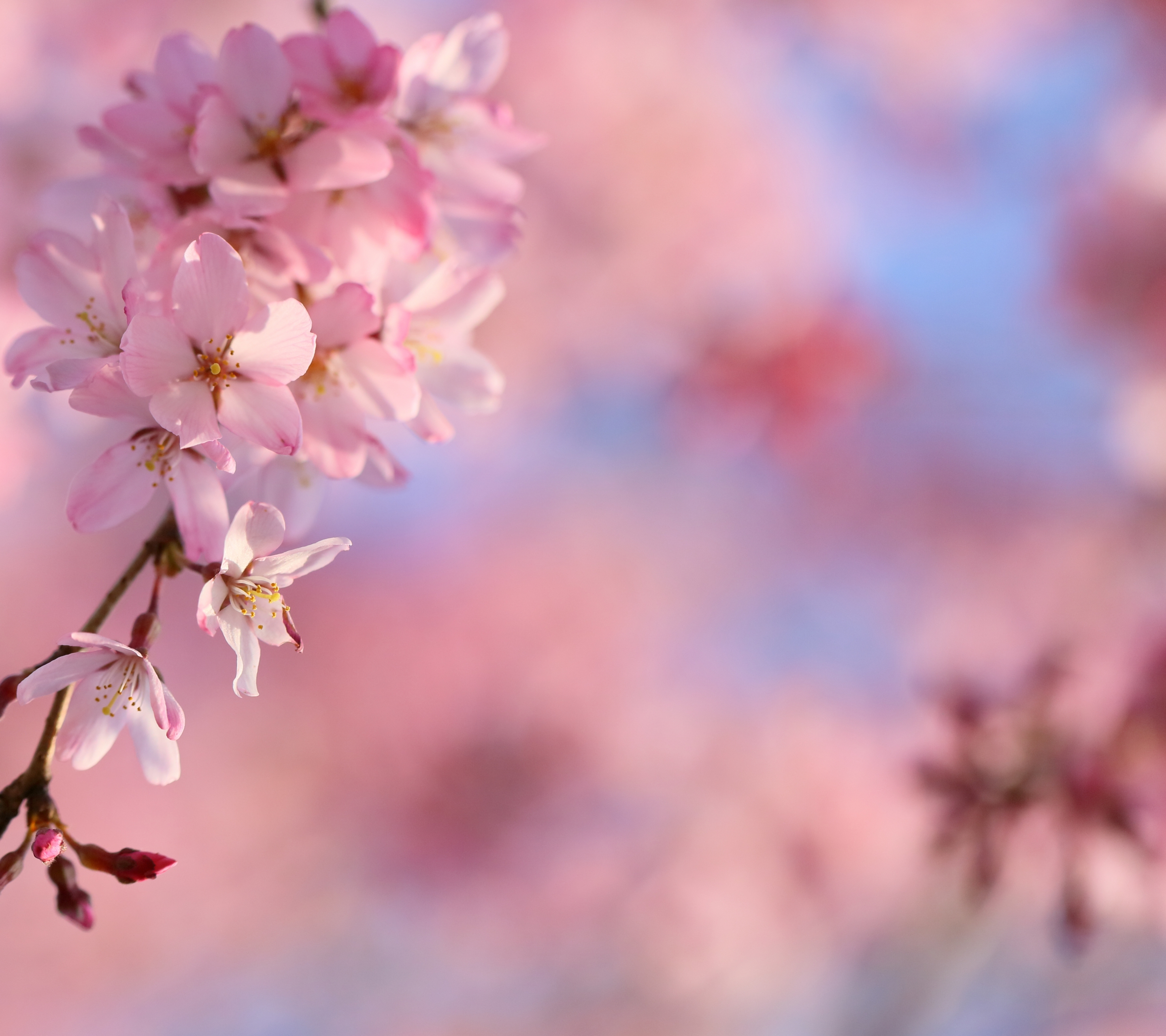Cherry Blossom Tree For Profile - HD Wallpaper 