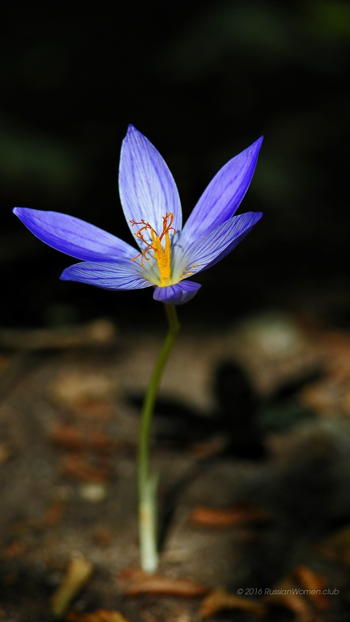 Mobile Backgrounds Free Download - Fond D Écran Lg K7 - HD Wallpaper 