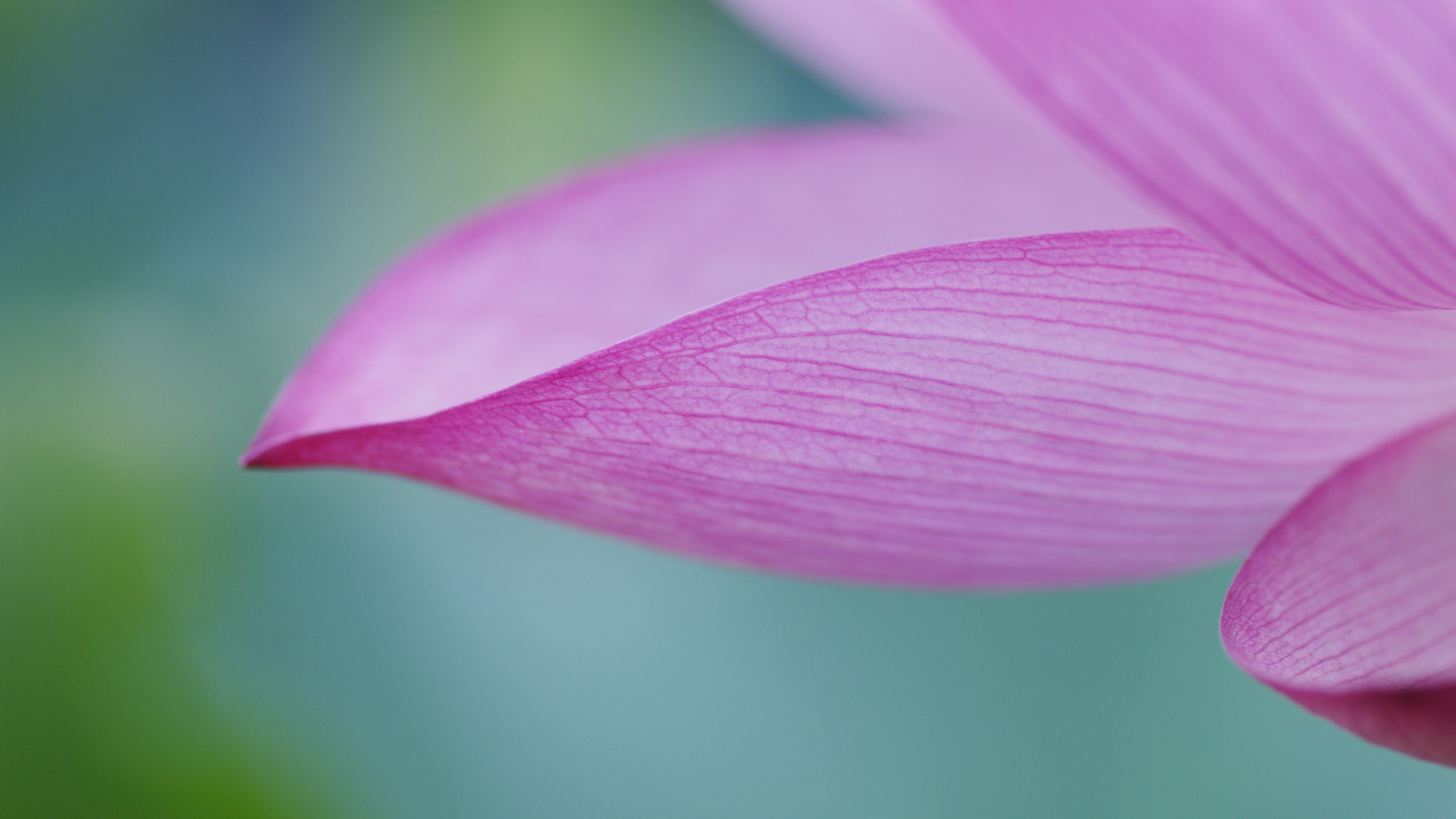 Lotus - HD Wallpaper 