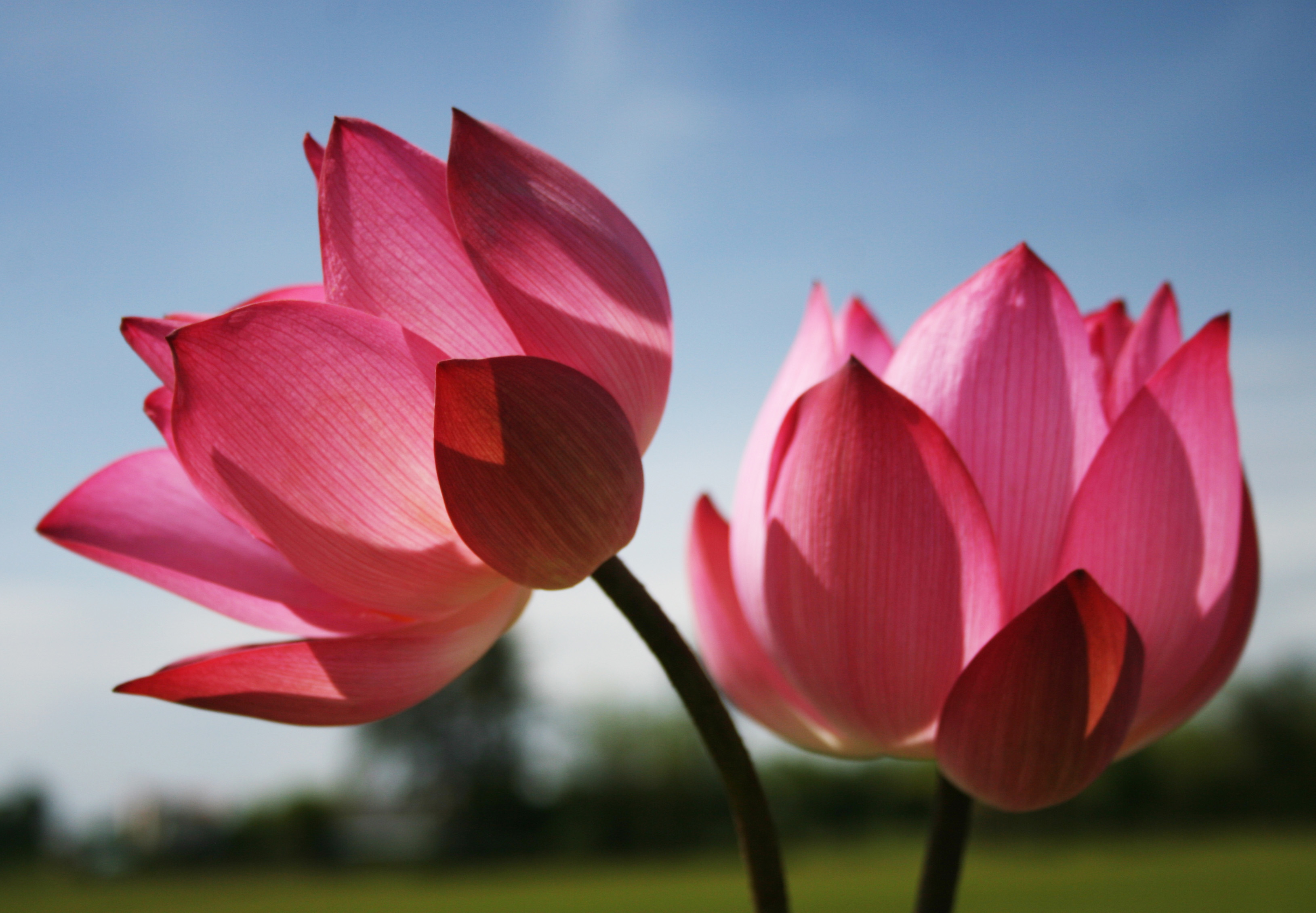 J7 Prime Flower Wallpaper - HD Wallpaper 