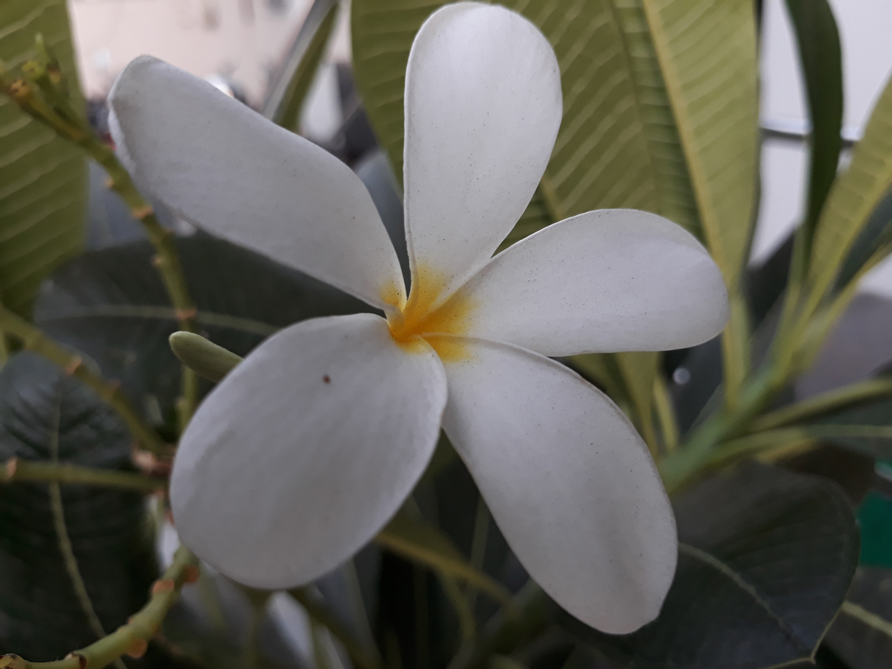 Frangipani - HD Wallpaper 