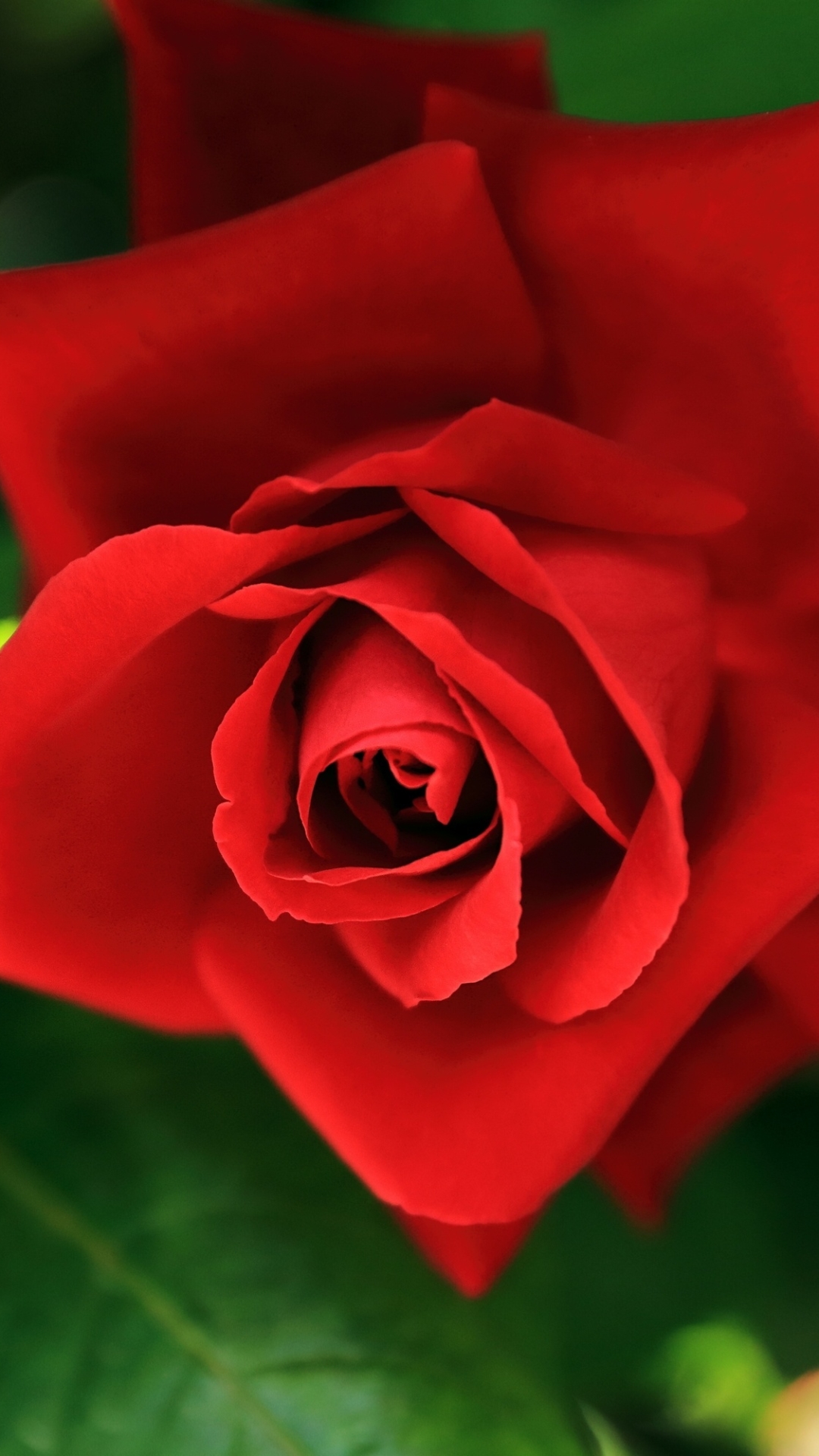红 玫瑰 花 - HD Wallpaper 