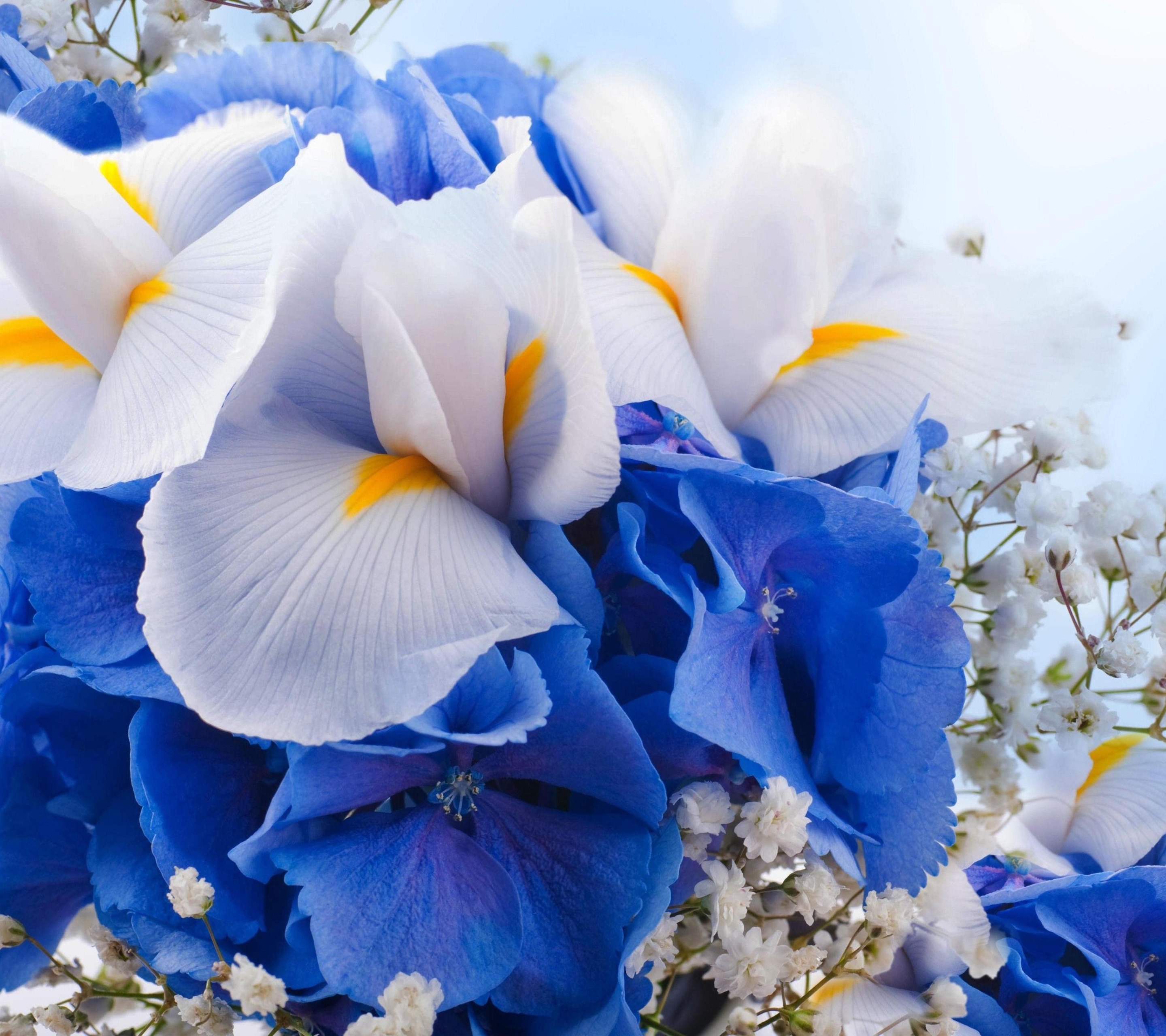 White And Blue Flower Hd - HD Wallpaper 
