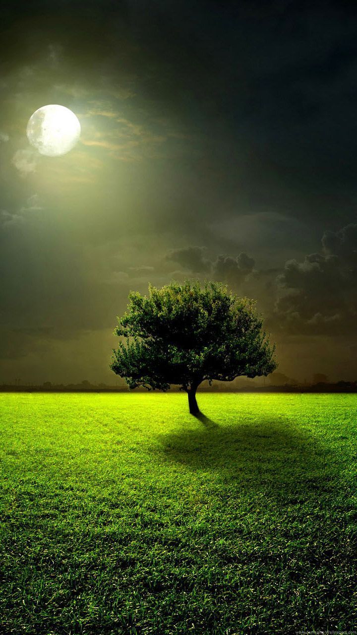 Nature Hd Wallpaper For Phone - HD Wallpaper 