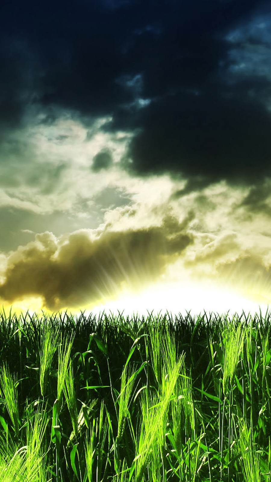 Corn Field Phone Background - HD Wallpaper 