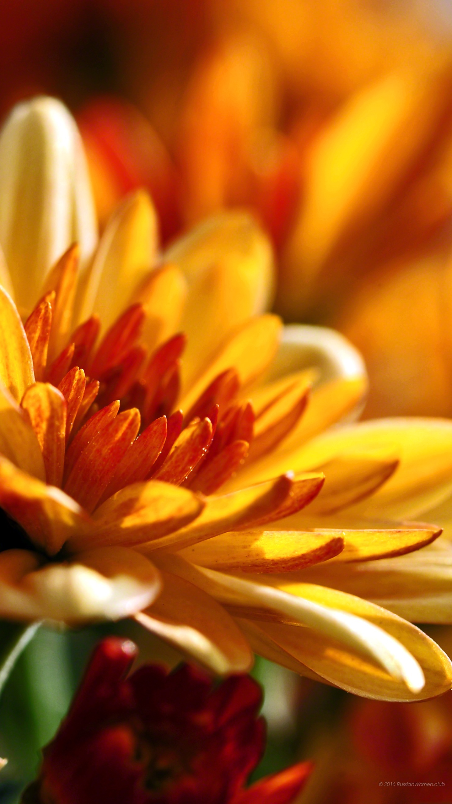 Mobile Backgrounds Free Download - Mobile Phone - HD Wallpaper 