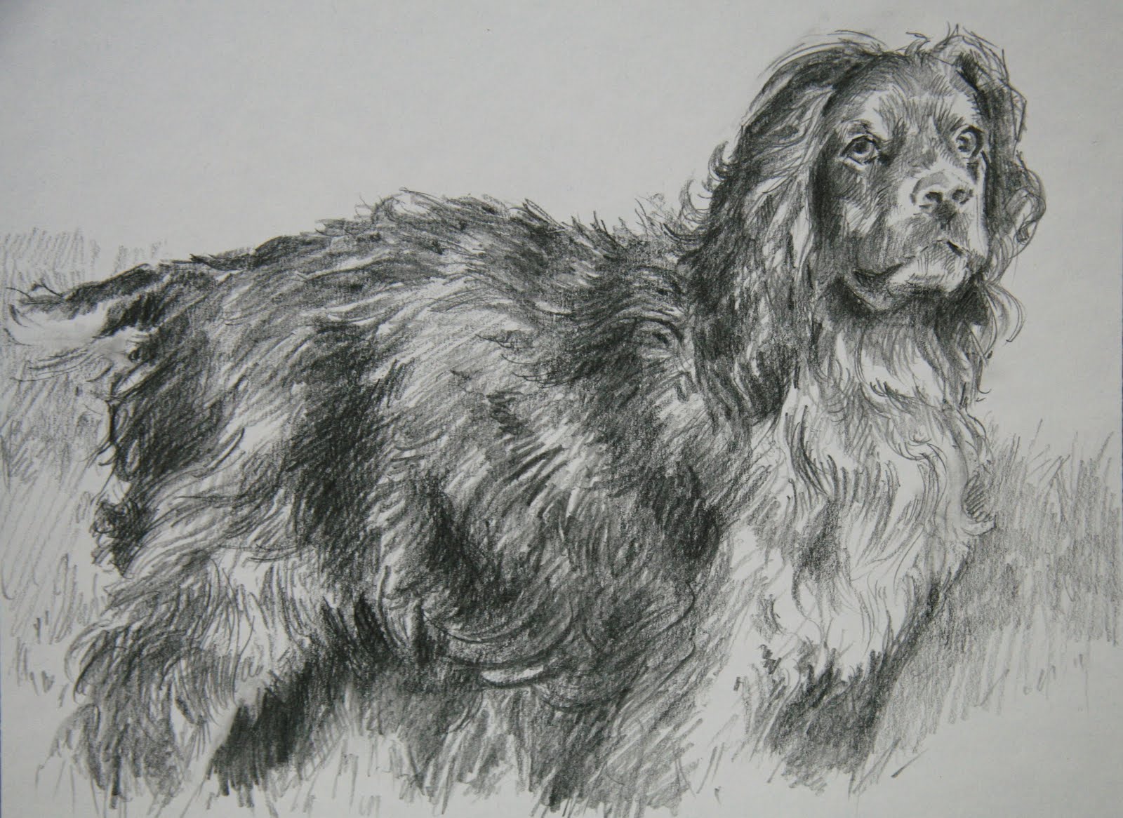 Wallpaper Nfl Wallpaper Tulip Flowers Hd Wallpaper - Cocker Spaniel - HD Wallpaper 