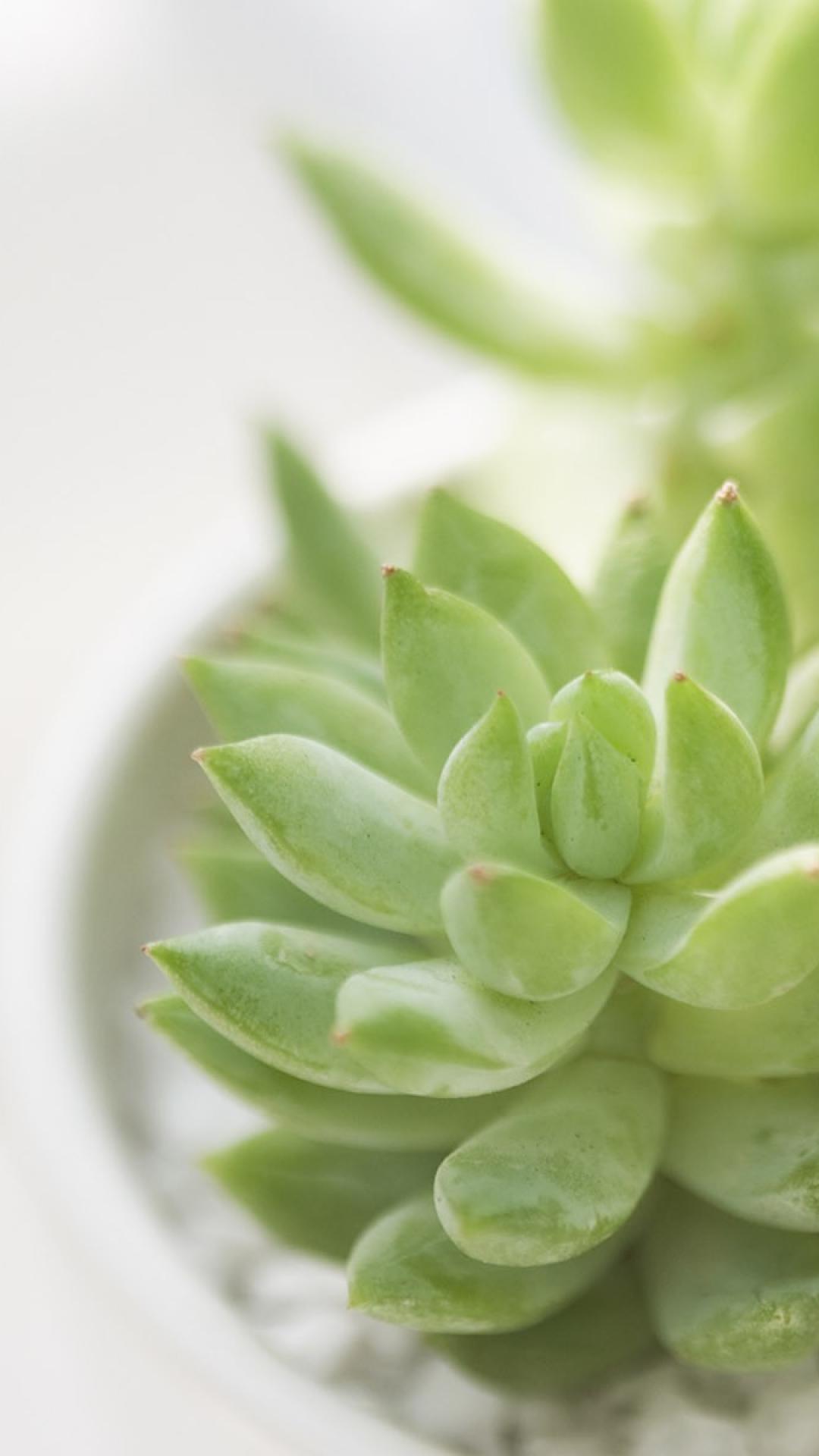 Succulent Iphone Wallpaper Hd - 1080x1920 Wallpaper Succulent Iphone Wallpaper Hd - 1080x1920 Wallpaper