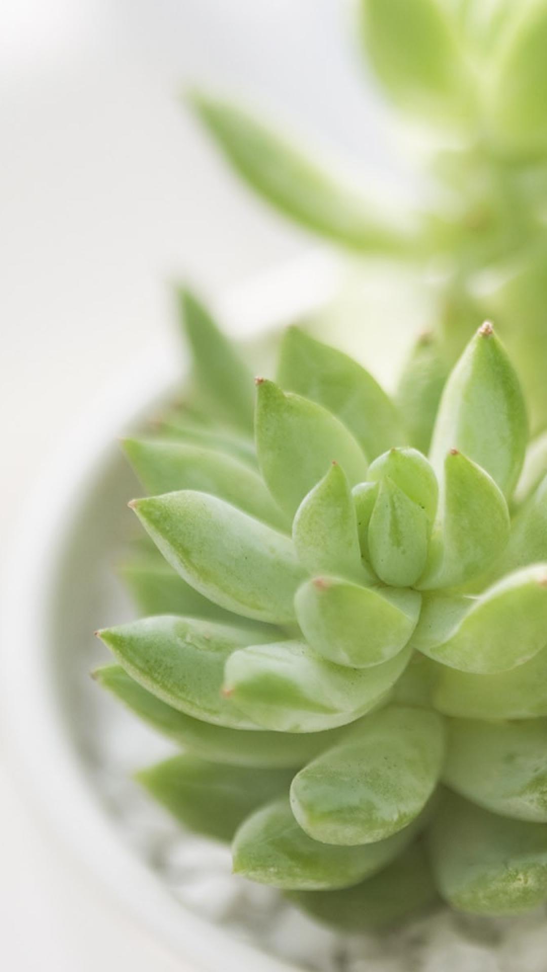 Succulent Iphone Wallpaper Hd - HD Wallpaper 