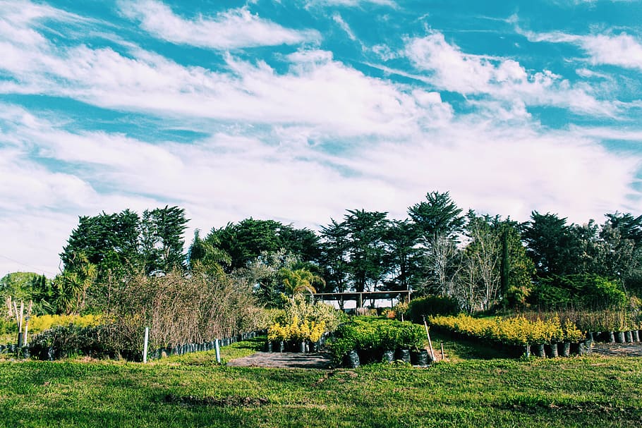 Uruguay, Canelones, Vivero El Campo, Green, Countryside, - Tree - HD Wallpaper 
