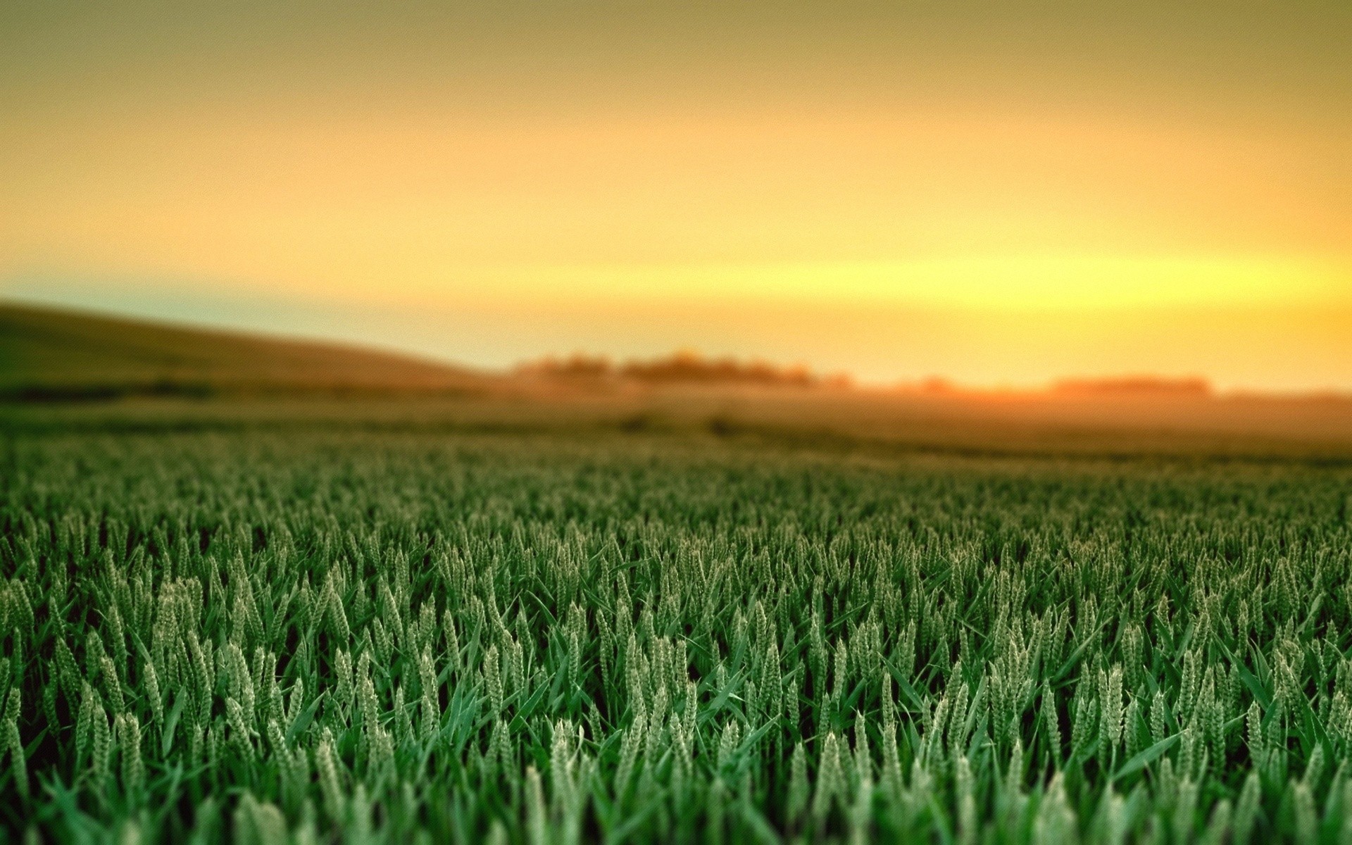 Wheat Fields Beautiful - Elementary Os Wallpaper 4k - HD Wallpaper 