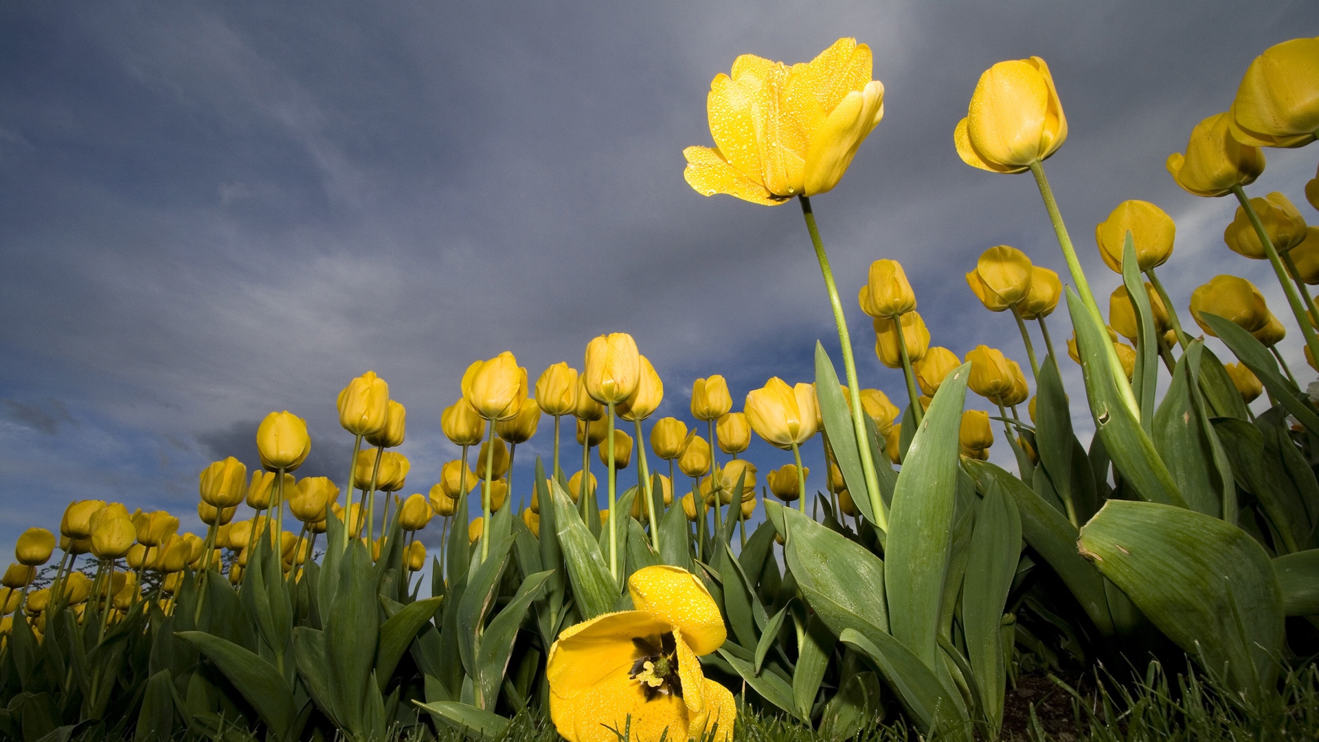 Yellow Tulips And Dark Clouds Wallpaper - Today Good Morning - HD Wallpaper 