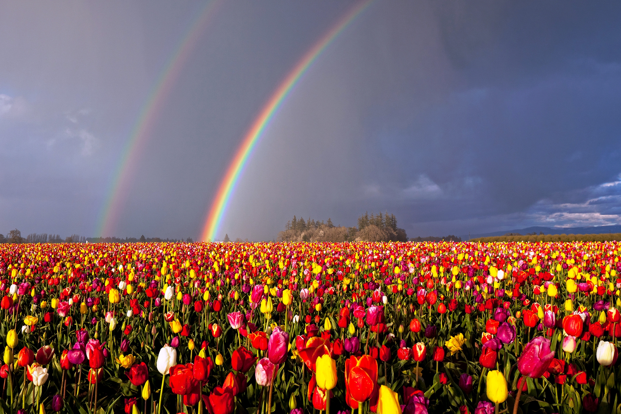 Wallpaper - Field Of Flowers With A Rainbow - HD Wallpaper 