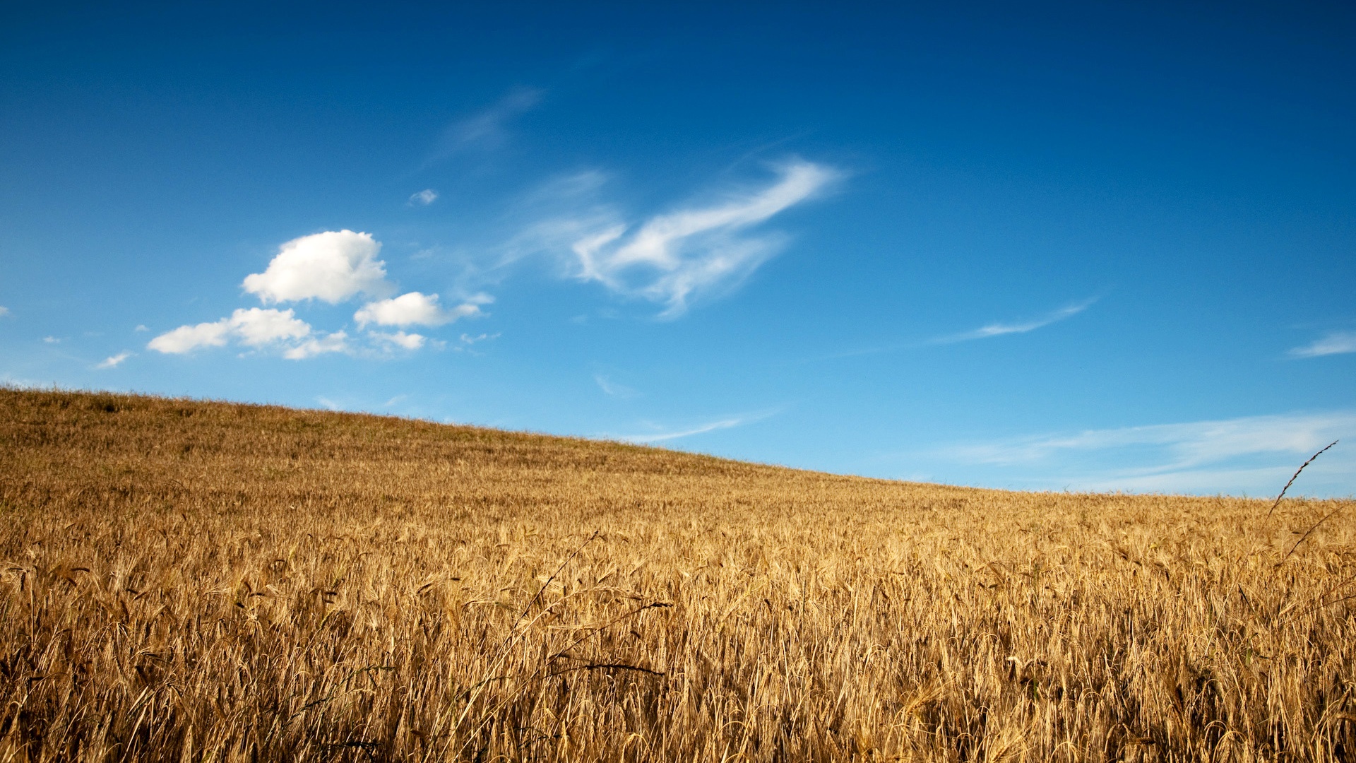 Wheat Field Wallpaper - HD Wallpaper 