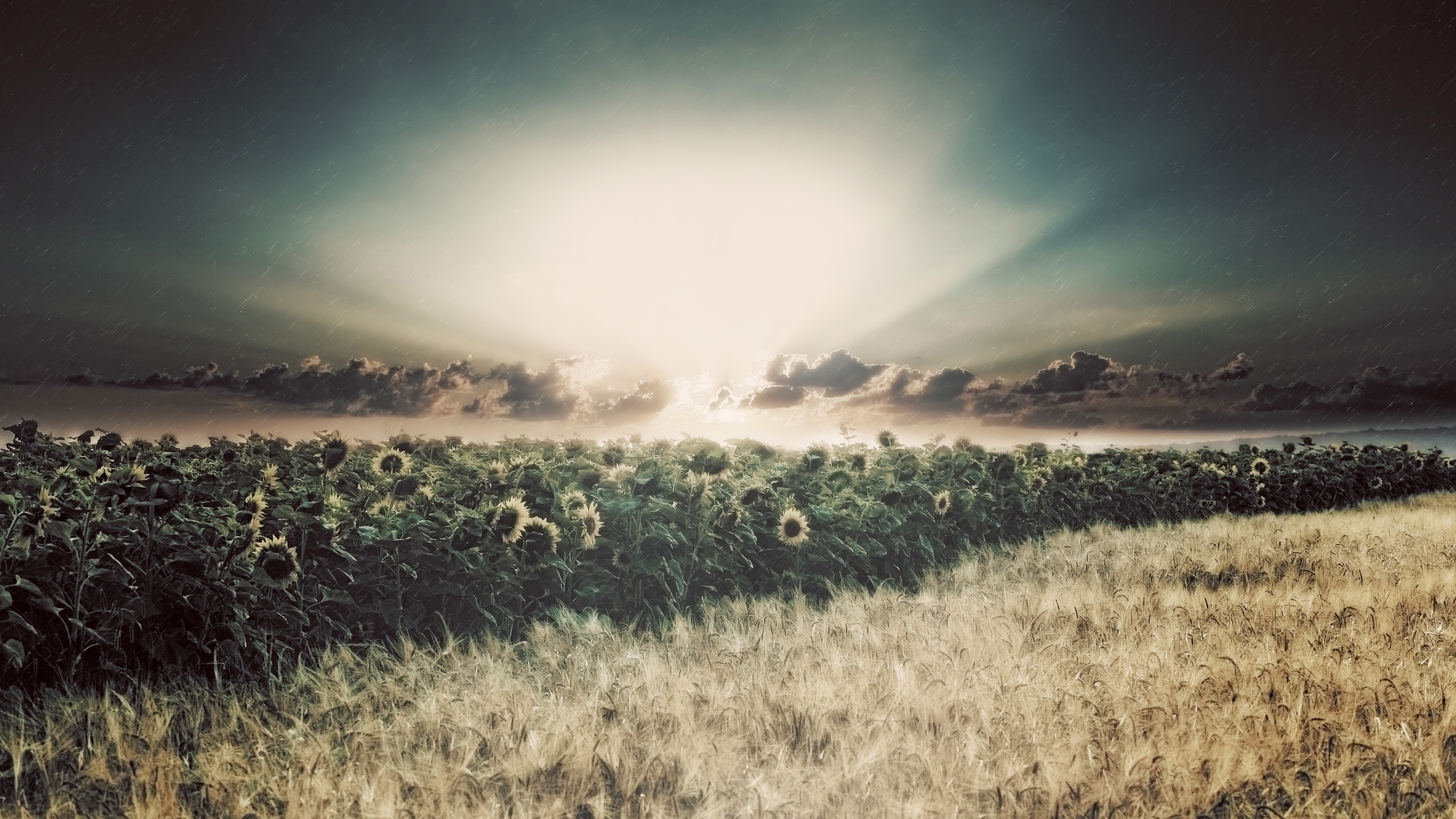 Wallpaper Sunflowers, Fields, Rain, Clouds, Sun - HD Wallpaper 