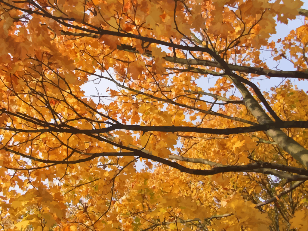 Autumn - HD Wallpaper 