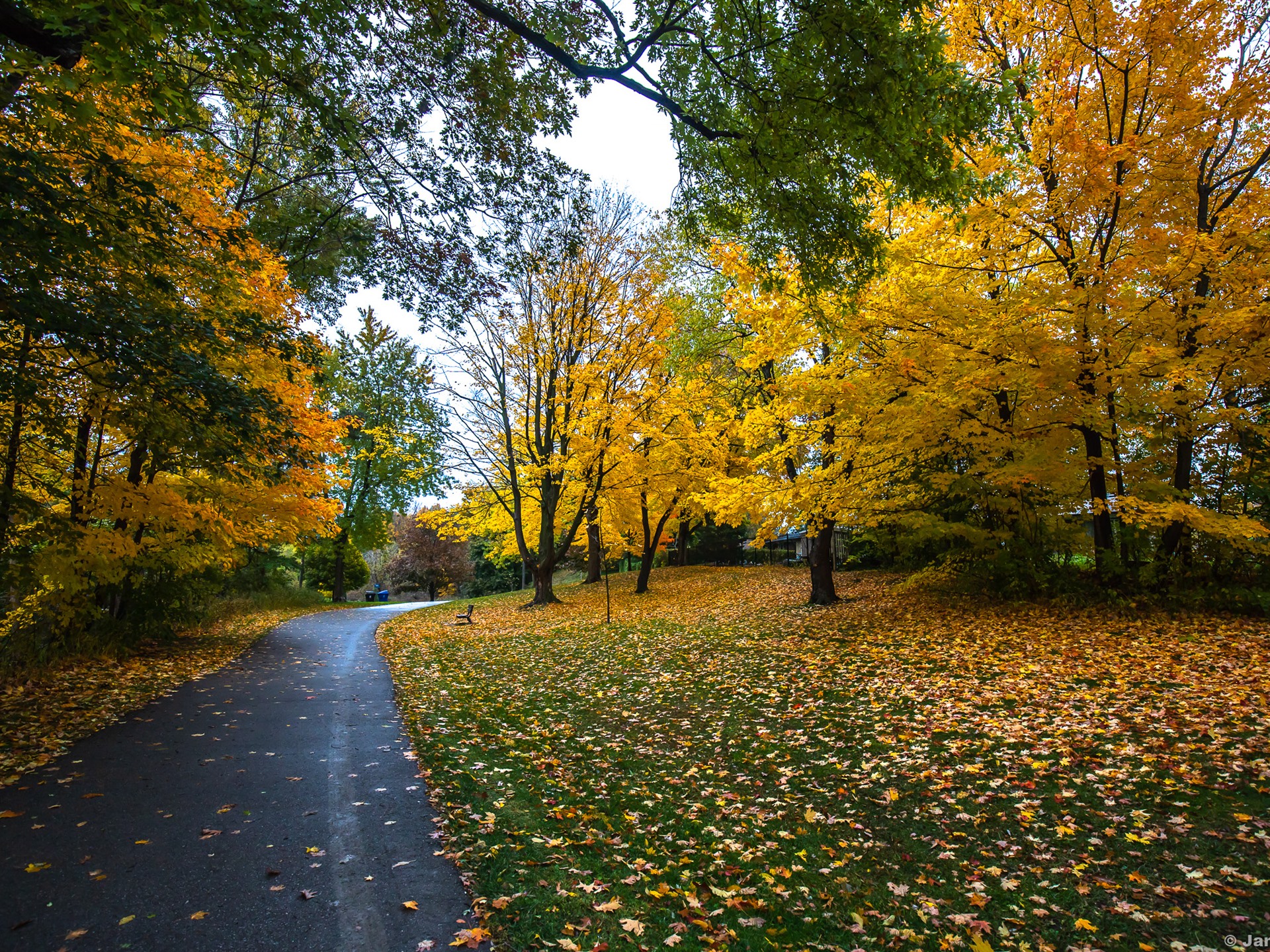 Wallpaper Autumn, Trees, Yellow Leaves, Footpath, Park - Sendero Con Arboles De Flores Amarillas - HD Wallpaper 