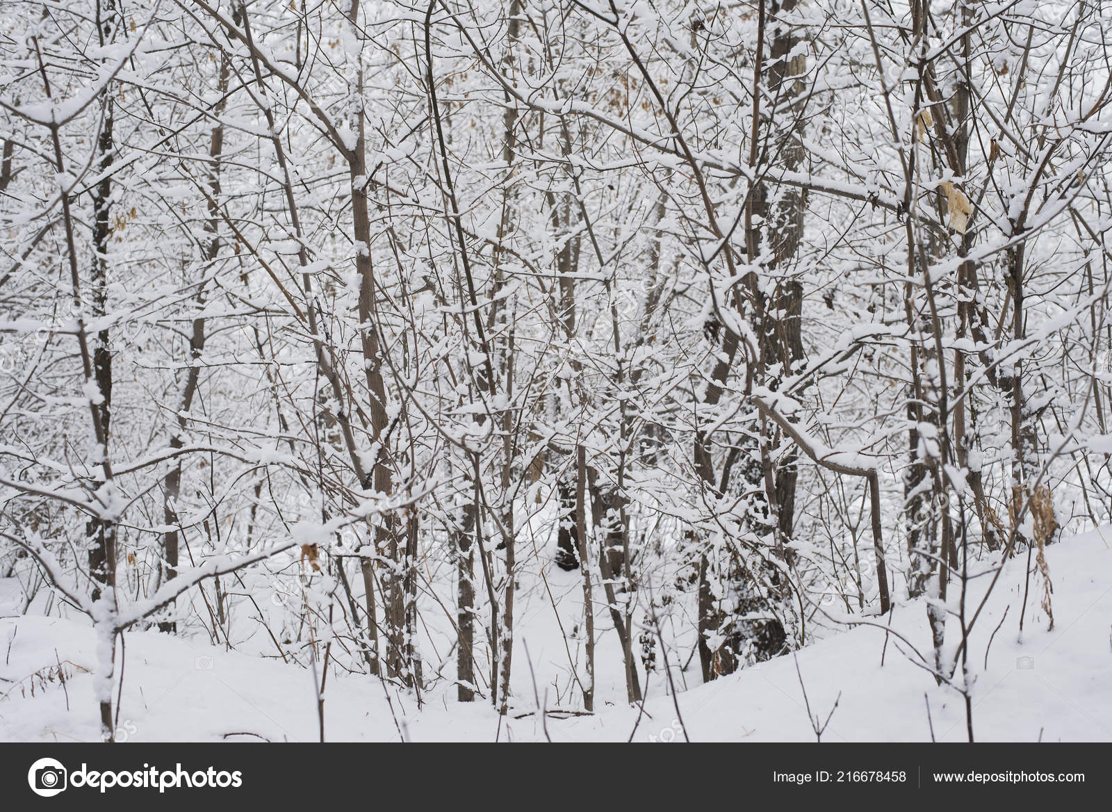 Snow - HD Wallpaper 
