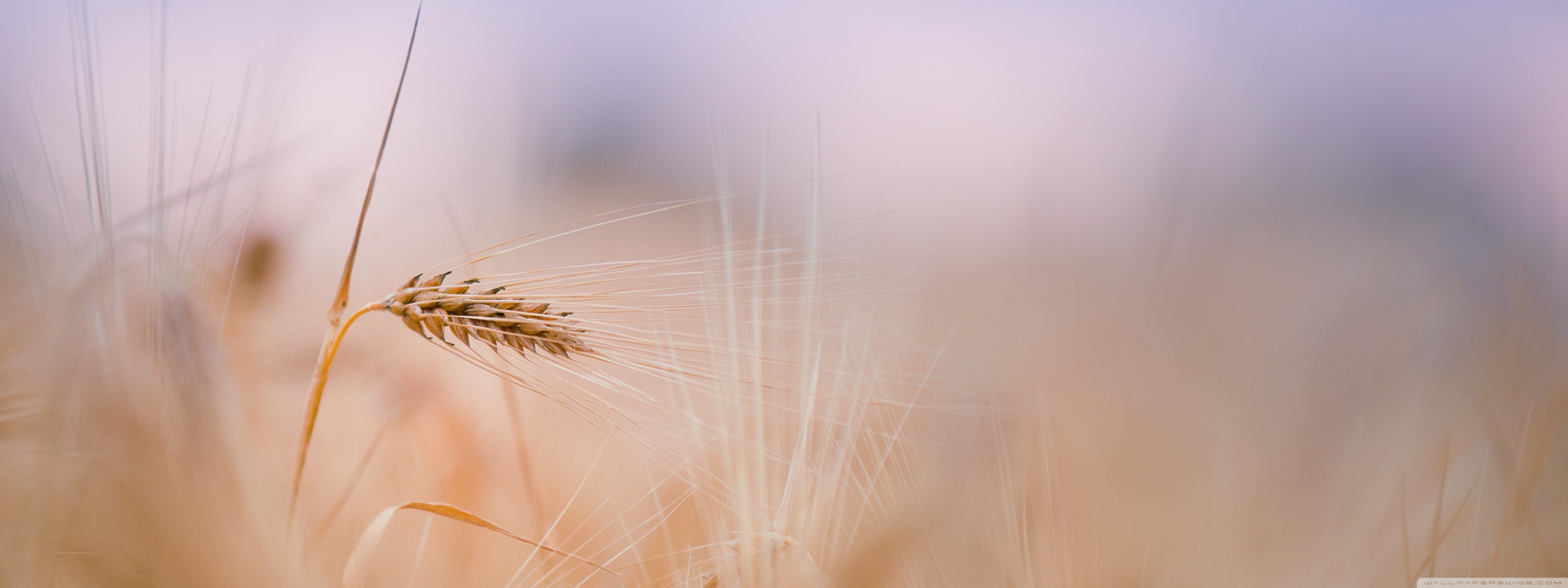 Blurry Wheat - HD Wallpaper 