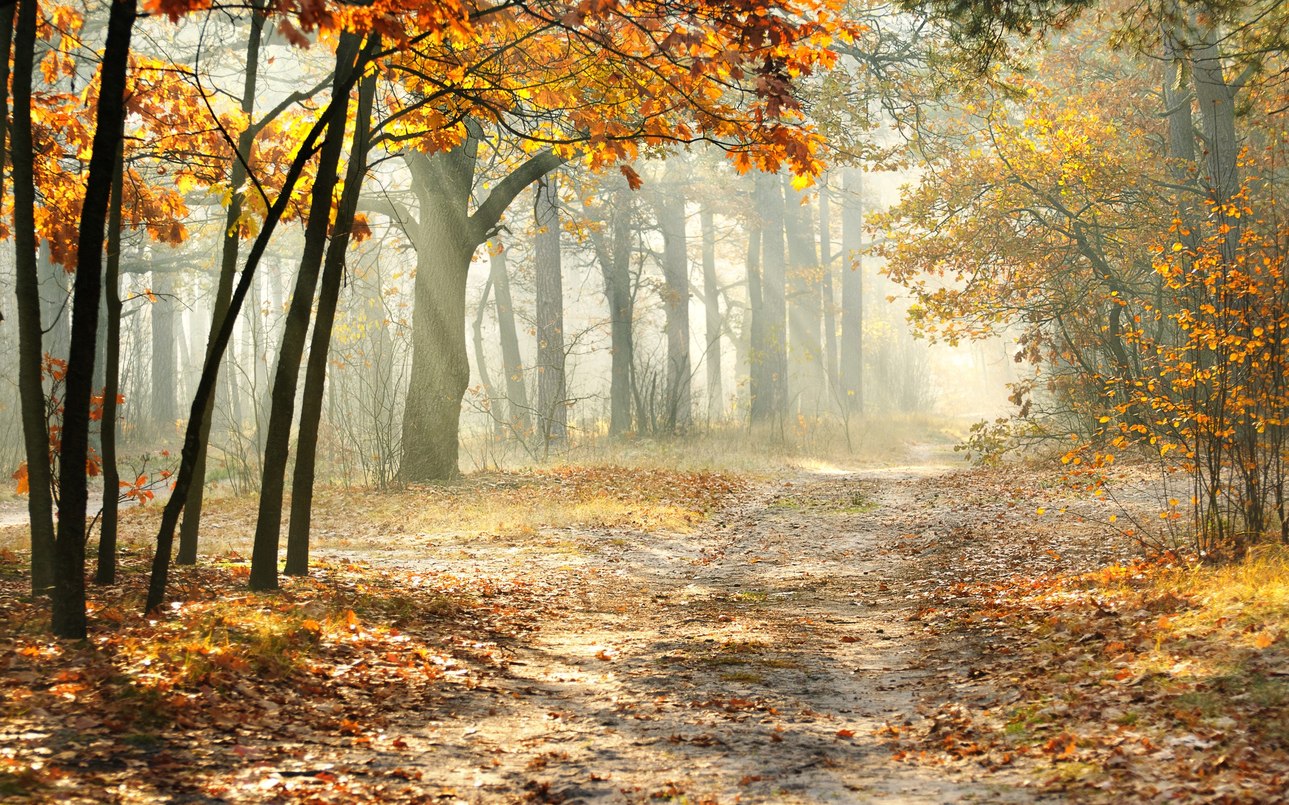 Beautiful Landscape Autumn - HD Wallpaper 