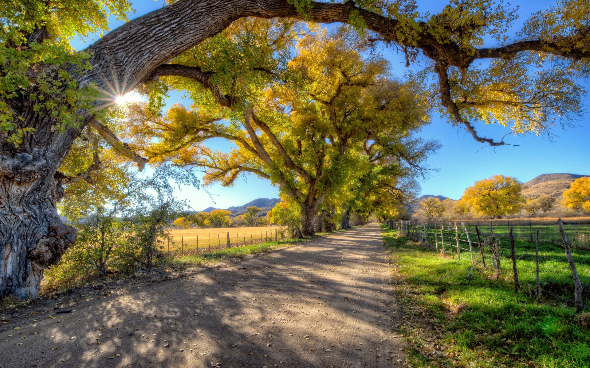 Road Trees Wallpaper Download - HD Wallpaper 