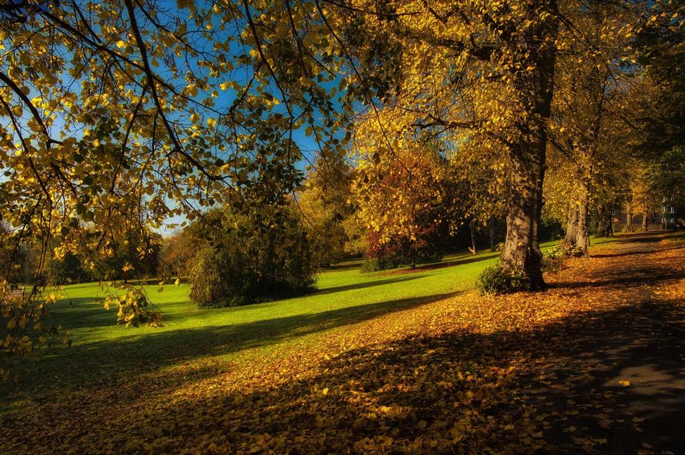 Park, Autumn, Trees Wallpaper,branches Hd Wallpaper,trees - Grove - HD Wallpaper 