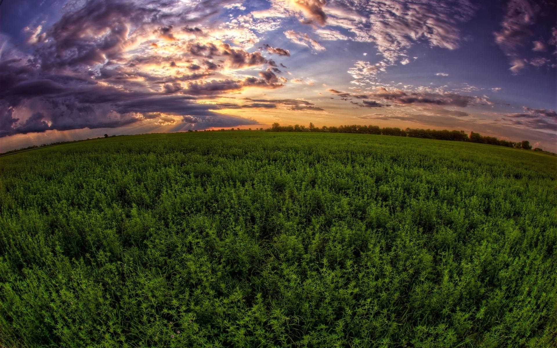 Field - HD Wallpaper 