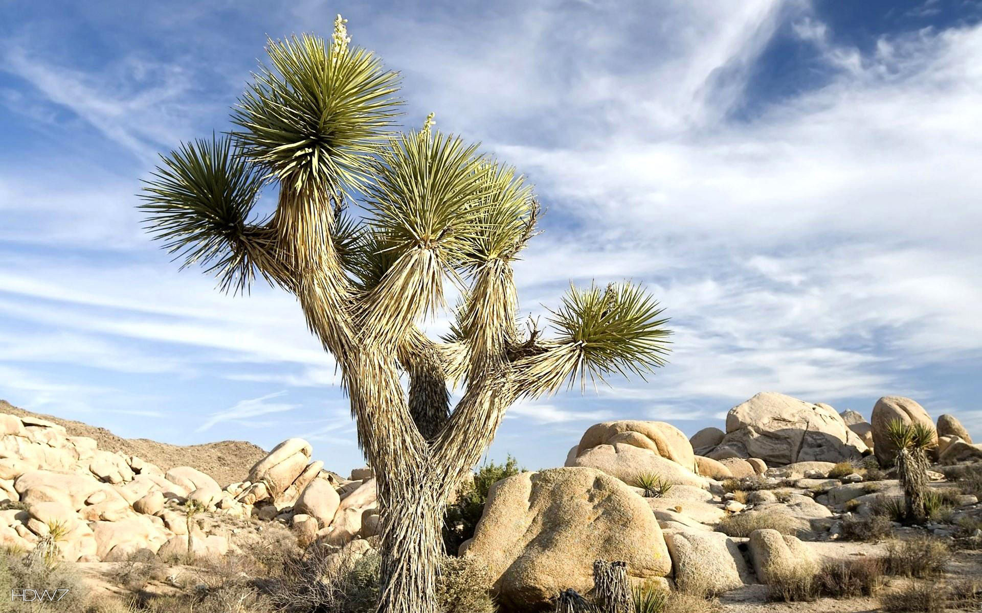 Joshua Tree - Beautiful Nature Images Hd - HD Wallpaper 