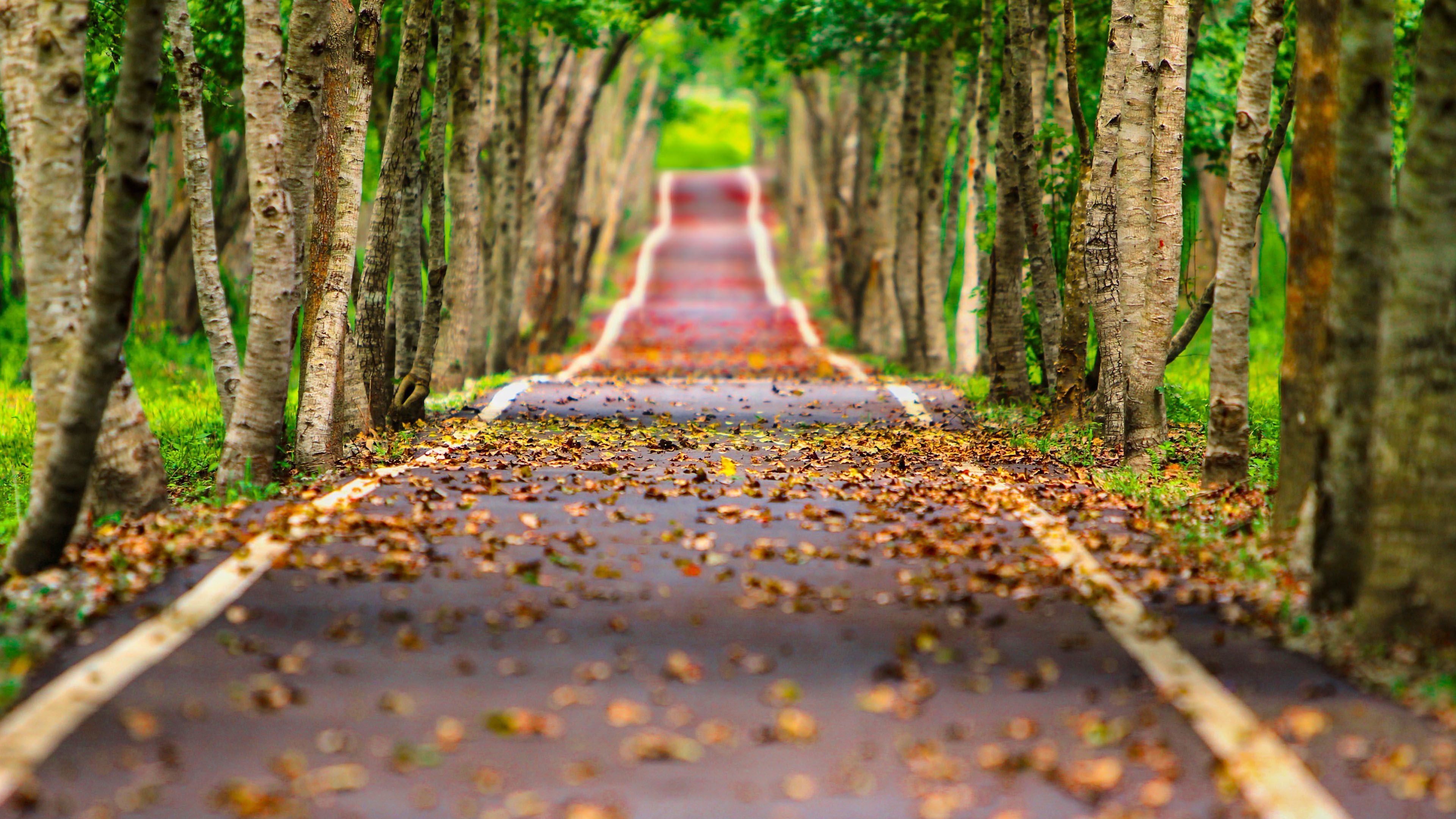 Autumn Trees Wallpaper - HD Wallpaper 