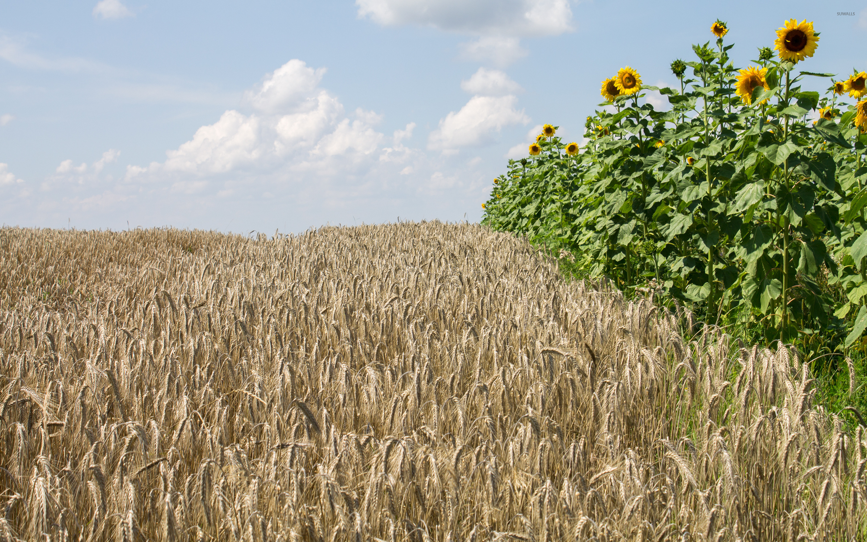 Sunflowers In A Wheat Field - HD Wallpaper 