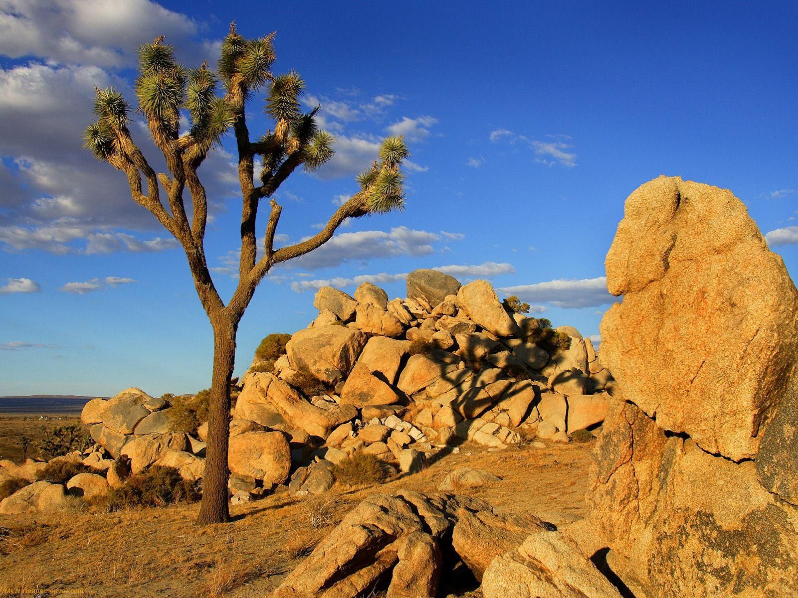 Nature In The Mojave Desert - HD Wallpaper 