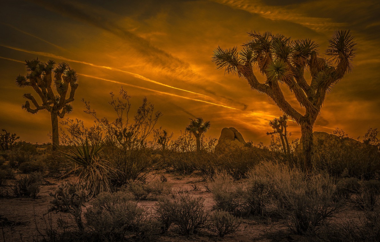 Photo Wallpaper Clouds, Desert, Ca, Glow, Usa, National - Desert Golden Hour - HD Wallpaper 