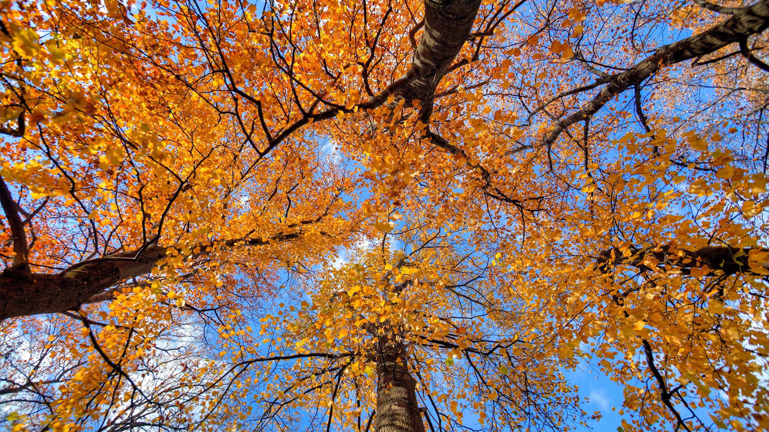 森林 抬頭 - HD Wallpaper 