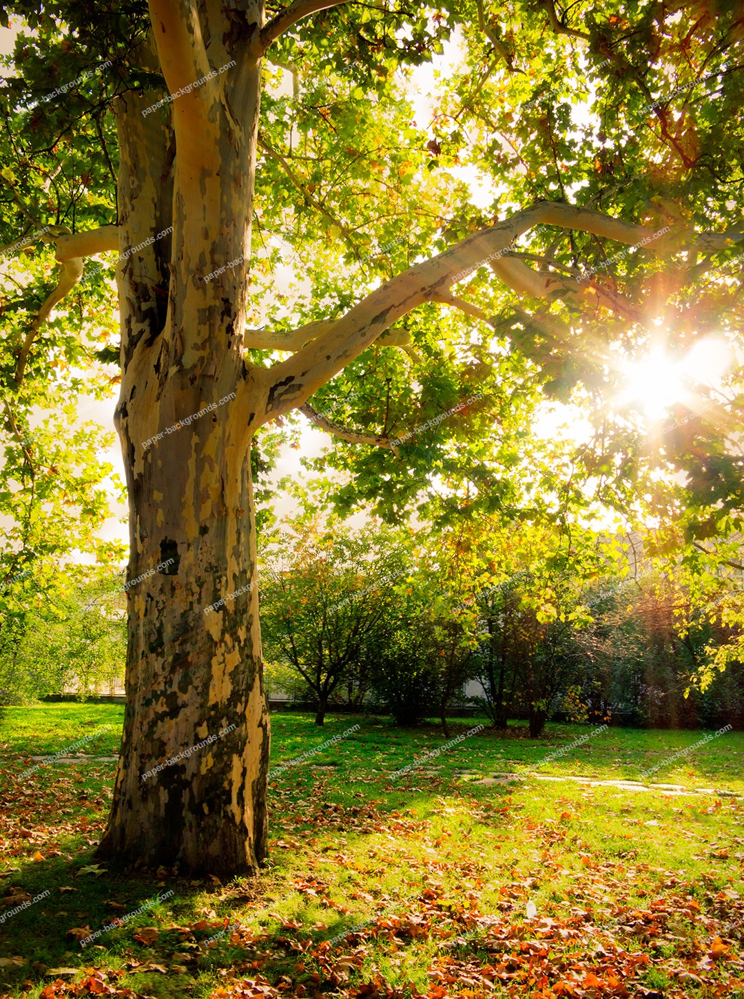 Paper Autumn Tree Wallpaper Ppt Backgrounds - Nature Tree Background Hd - HD Wallpaper 