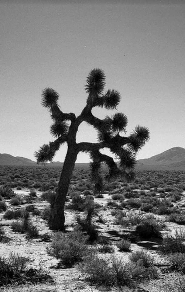 Joshua Tree Wallpaper U2 - HD Wallpaper 