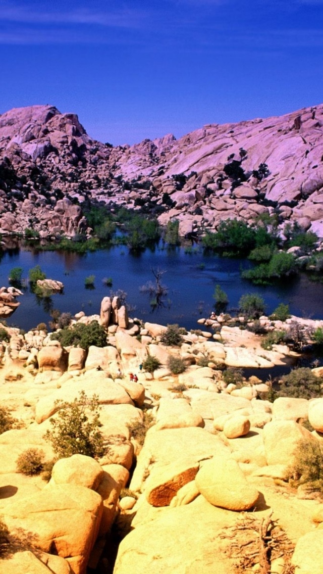 Joshua Tree Wallpaper Iphone - HD Wallpaper 