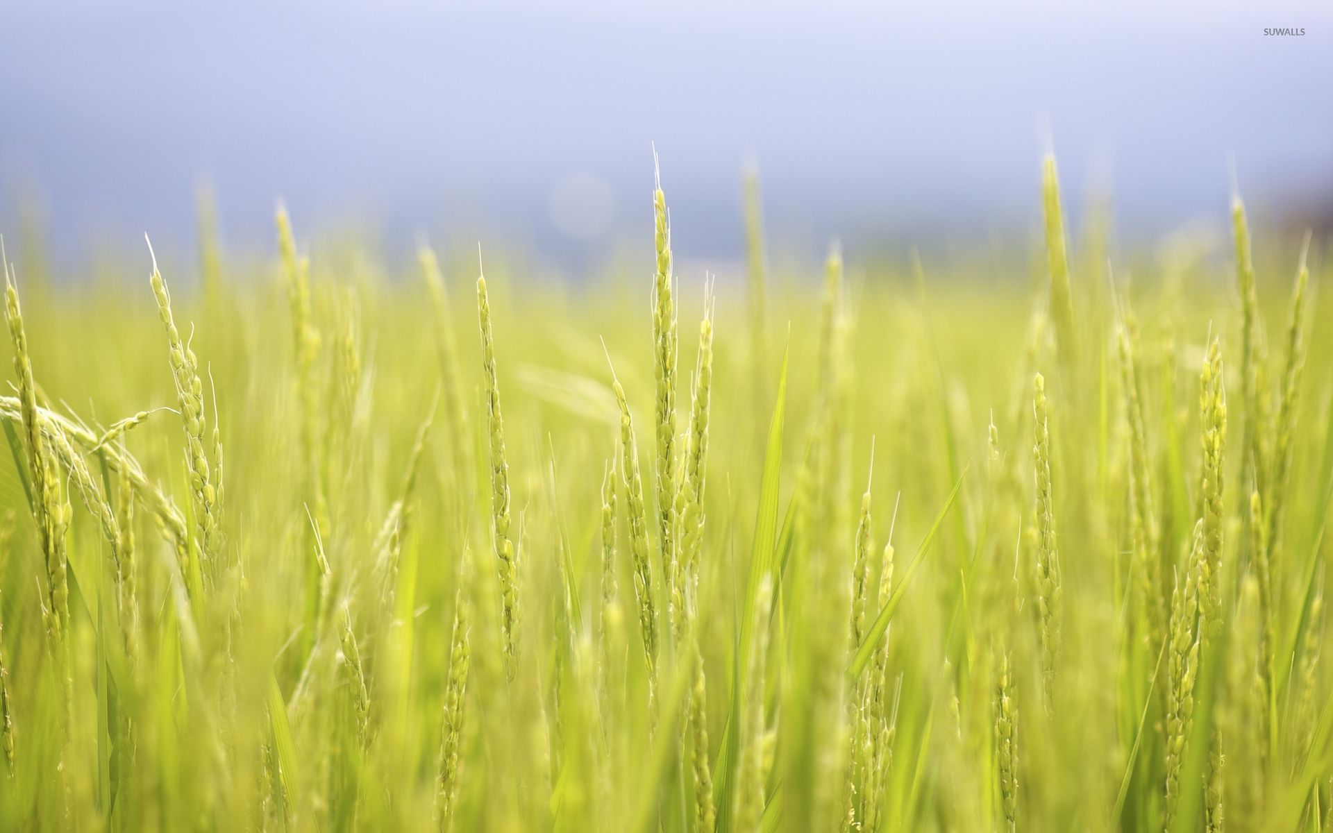 Rice Plants Background - HD Wallpaper 