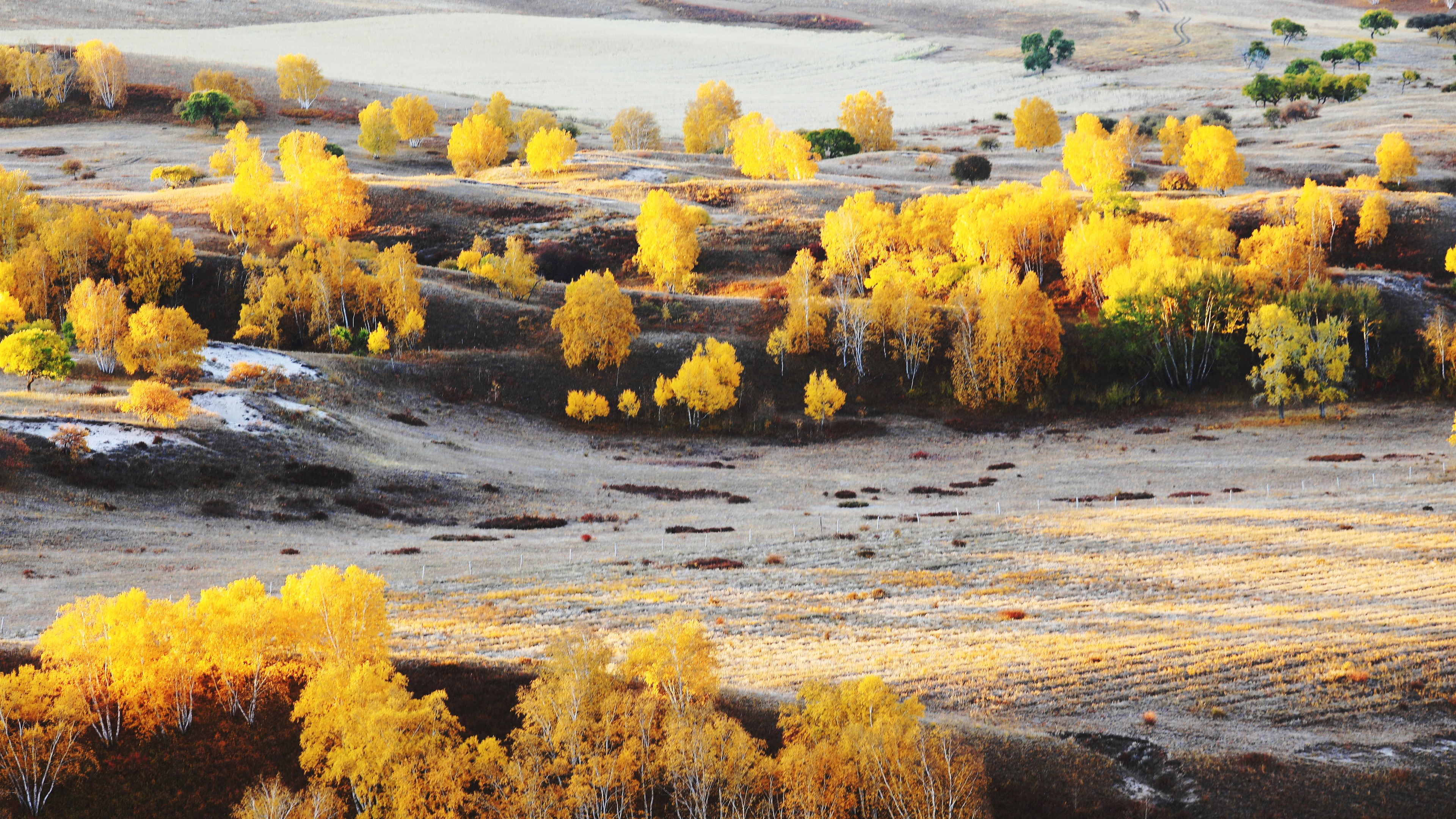 Wallpaper Bashang, Golden Autumn, Trees - Tree - HD Wallpaper 