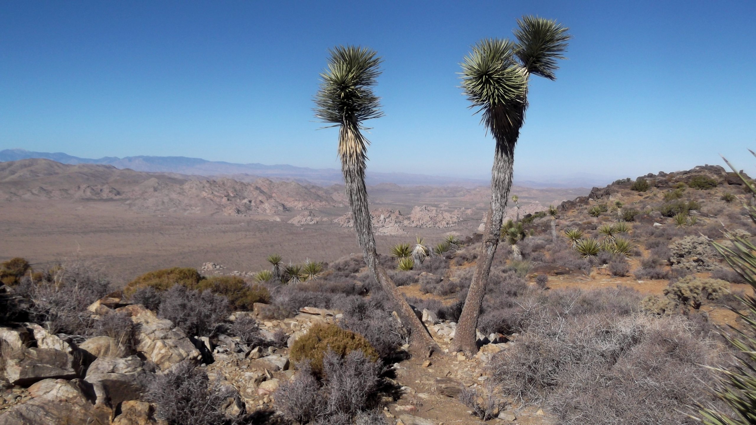 Best Joshua Tree National Park Wallpaper Id - Desert - HD Wallpaper 