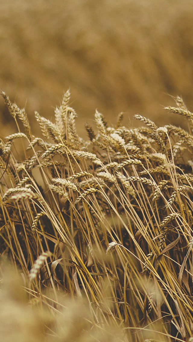 Nature Fall Wheat Plant Field Bokeh Iphone Wallpaper - Iphone Wallpaper Wheat Field - HD Wallpaper 