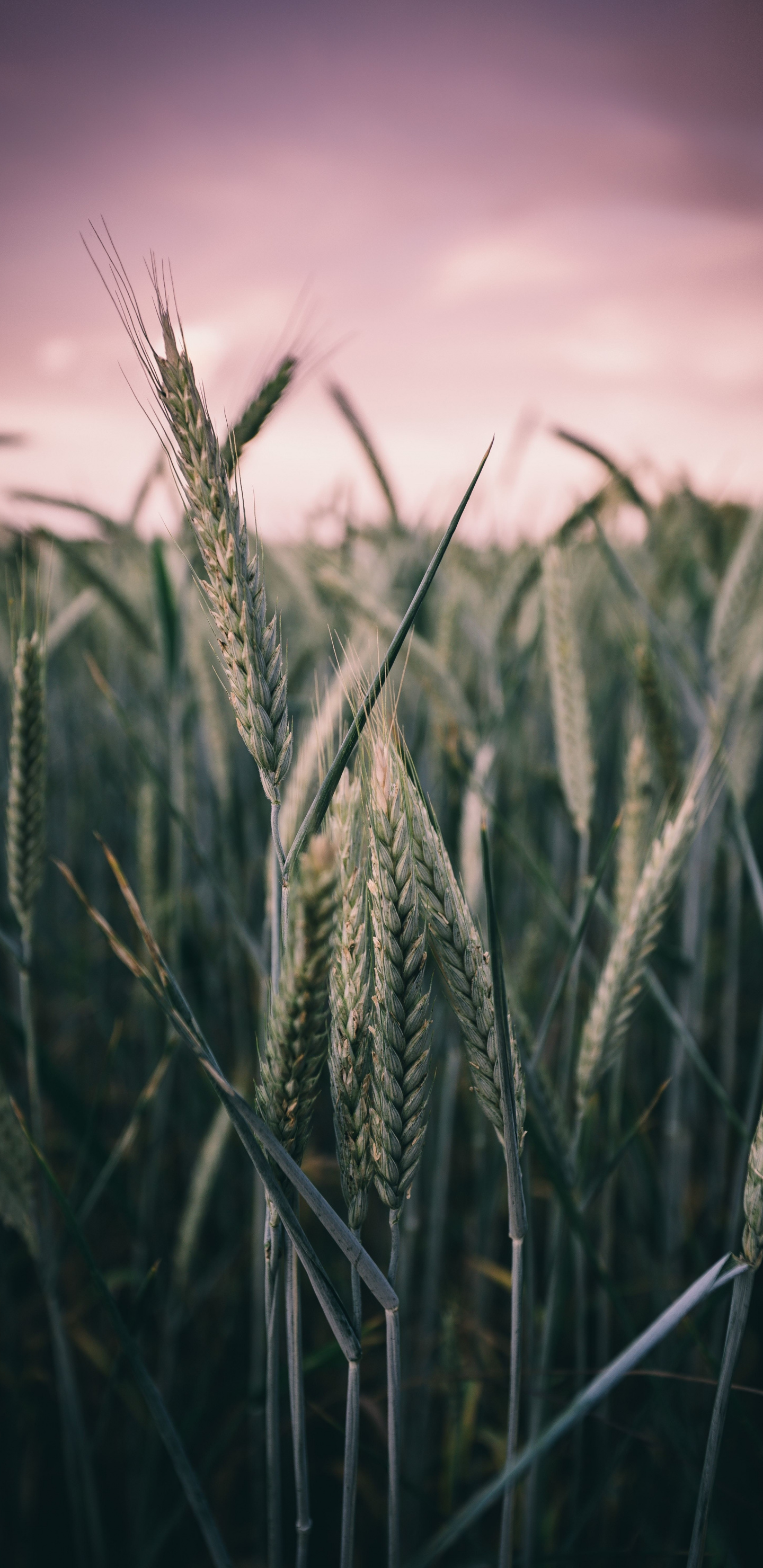 Harvest, Farm, Green Wheat, Plants, Wallpaper - Promise Keeper God - HD Wallpaper 